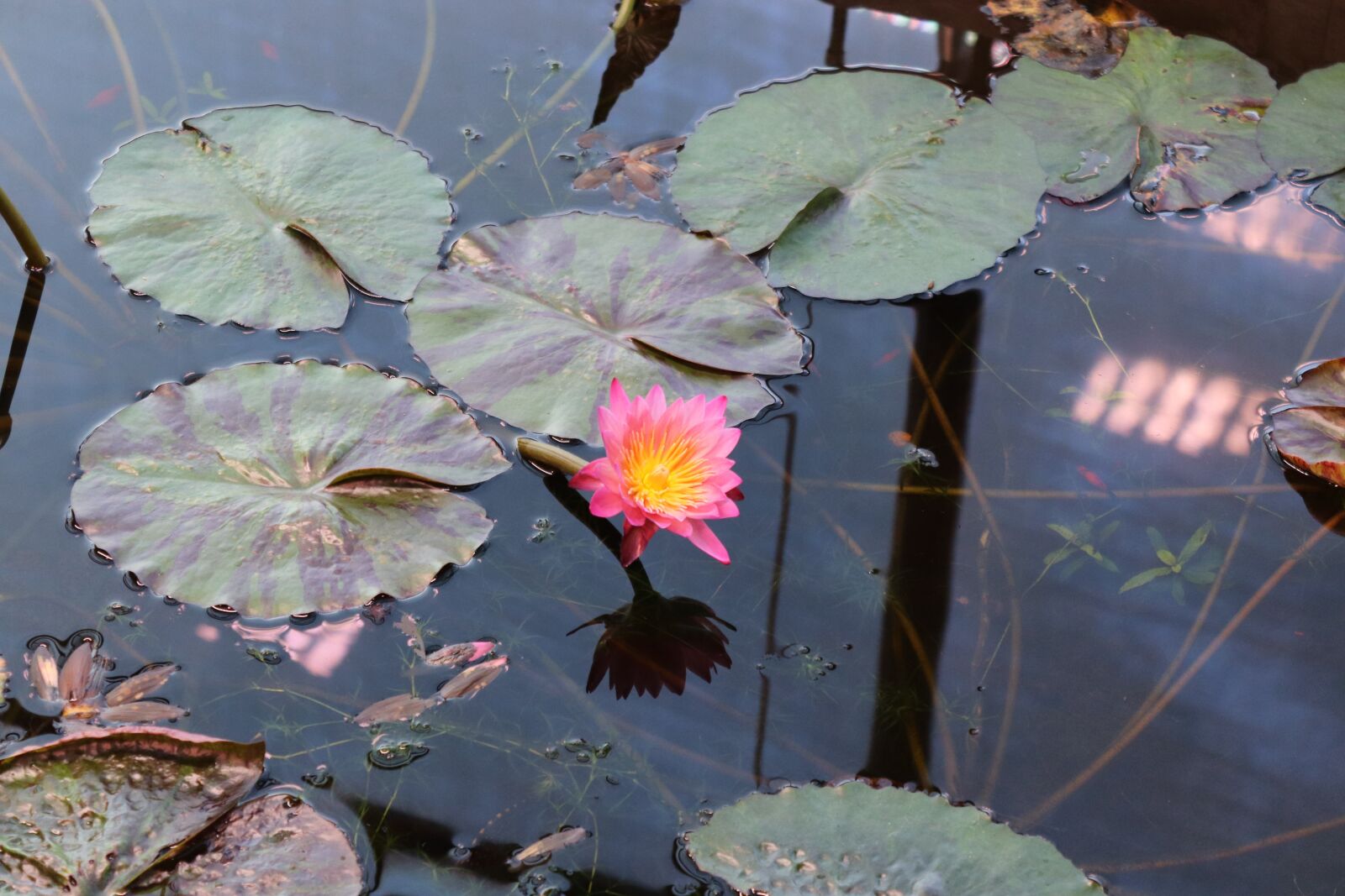 Canon EOS 200D (EOS Rebel SL2 / EOS Kiss X9) sample photo. Water lily, pink, flower photography