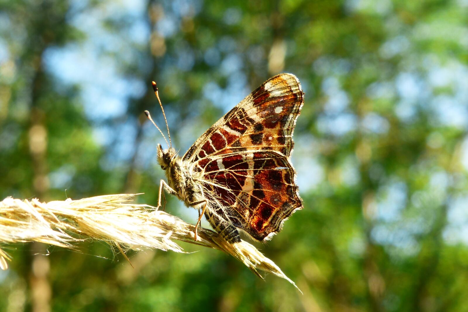 Panasonic Lumix DMC-FZ200 sample photo. Animals, invertebrates, insect photography