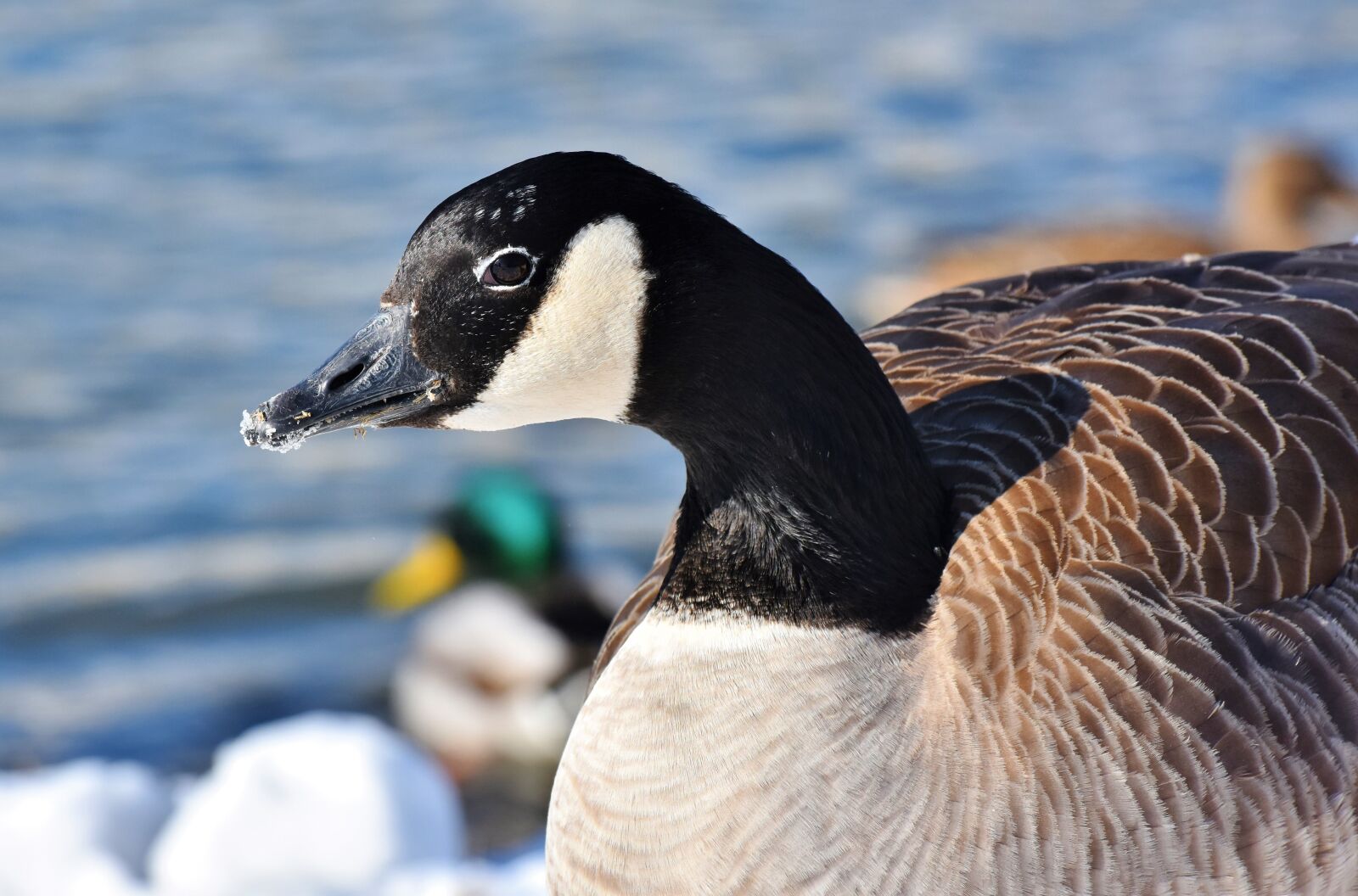 Nikon D7200 sample photo. Goose, wild goose, poultry photography