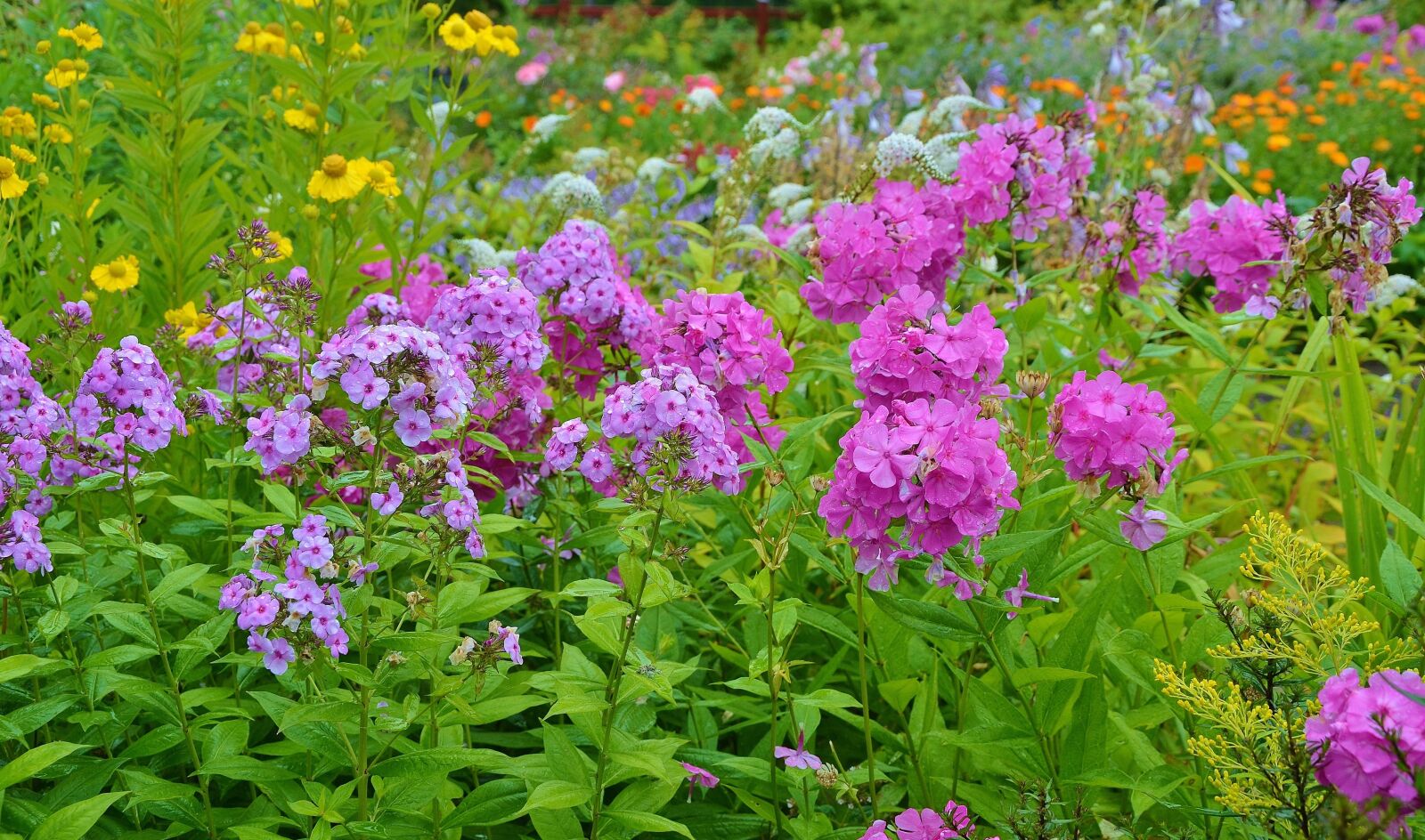 Nikon D7000 sample photo. Flower, floral, nature photography