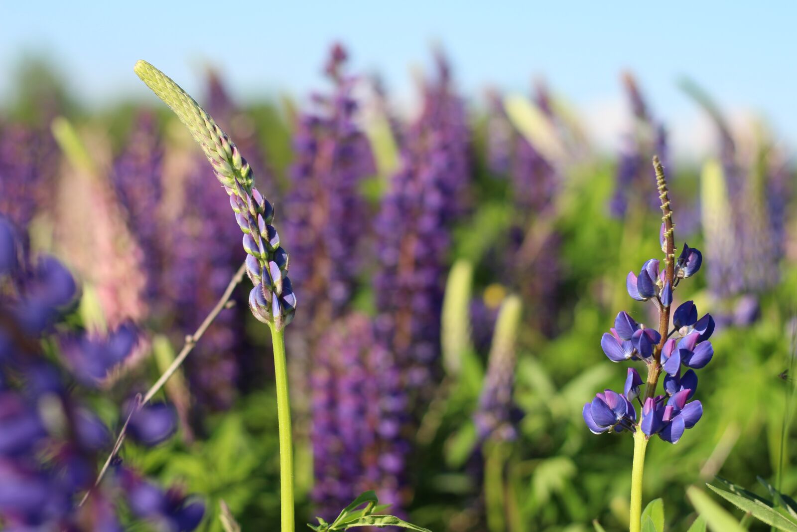 Canon EF 50mm F1.8 STM sample photo. Flowers, lupins, lupine photography