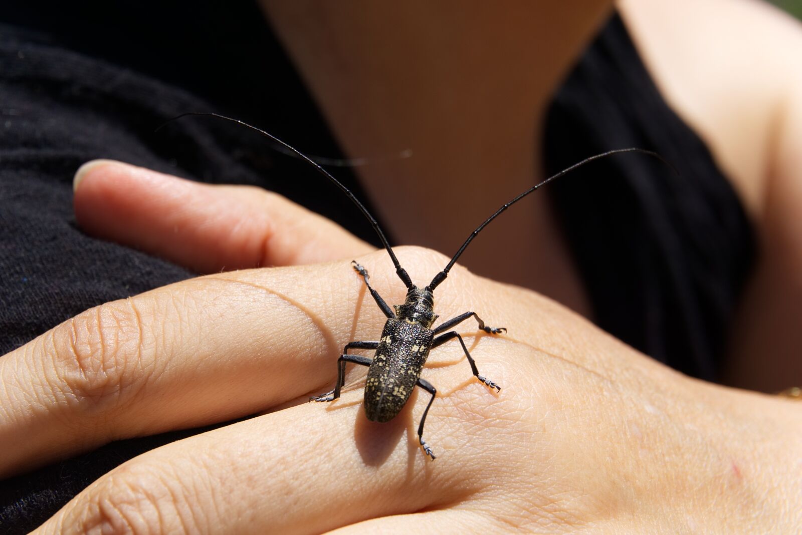 Sony a6000 sample photo. Insect, nature, hand photography