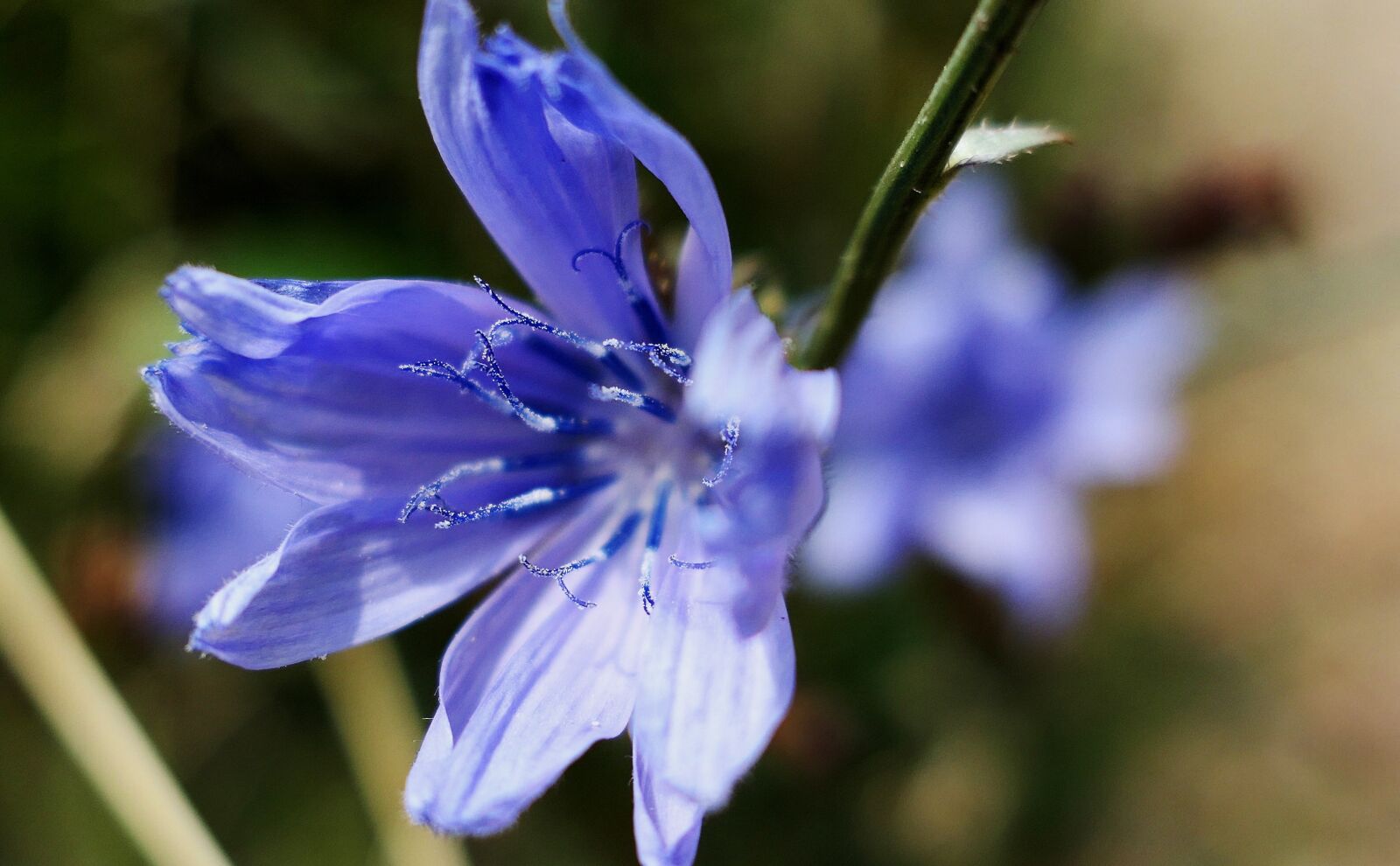 Panasonic Lumix DMC-LX10 (Lumix DMC-LX15) sample photo. Cornflower, blue, summer photography