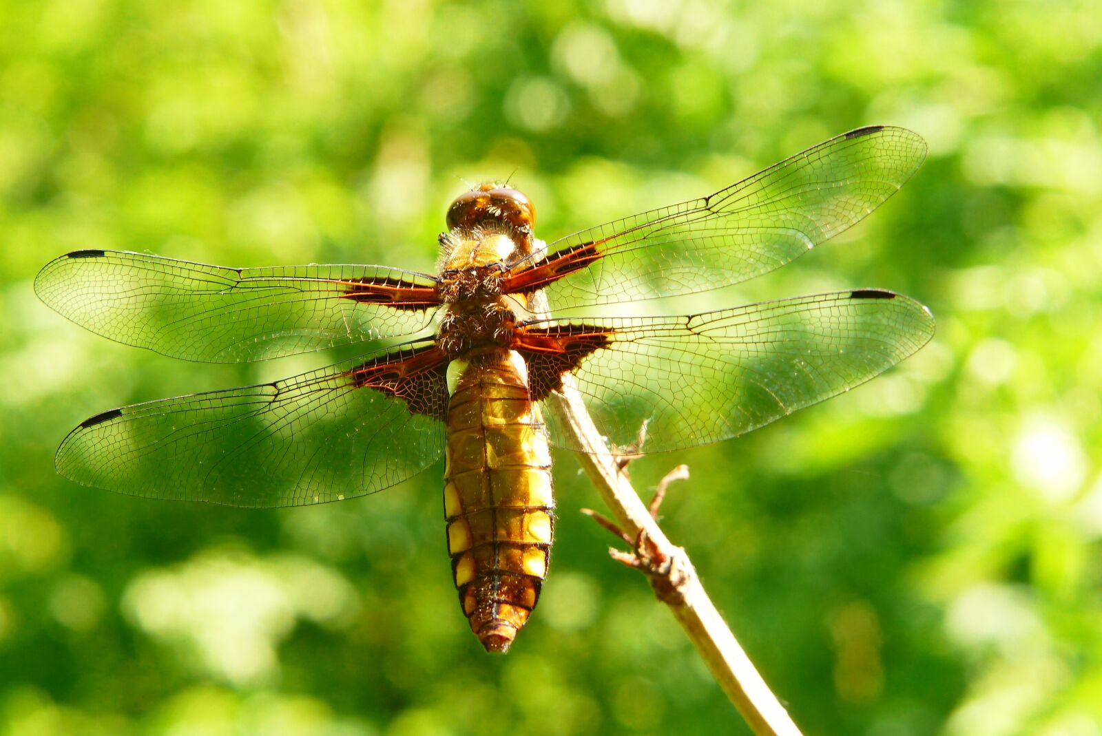Panasonic Lumix DMC-FZ200 sample photo. Animals, invertebrates, insect photography