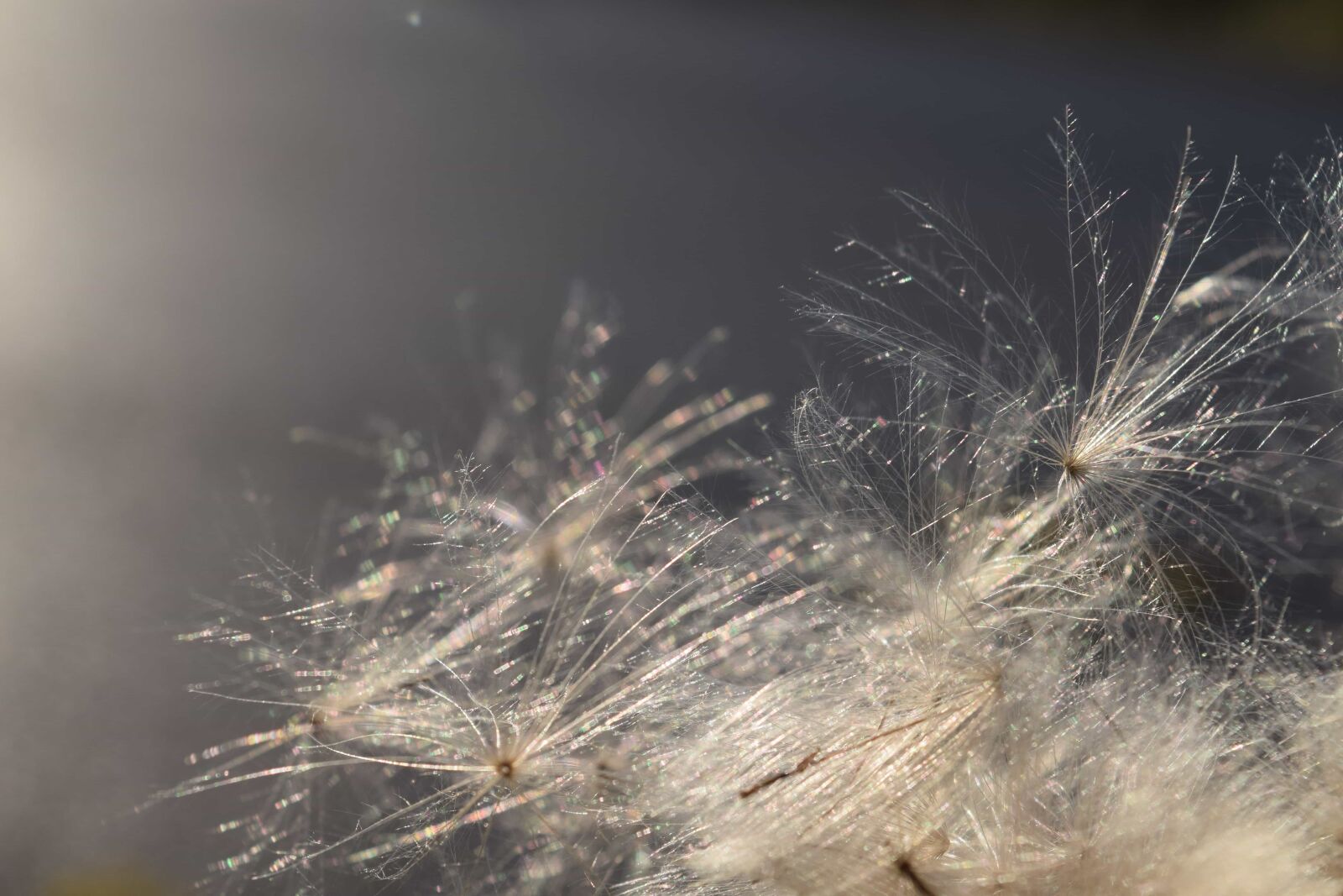 Nikon D3300 sample photo. Flora, dandelion, nature, flower photography