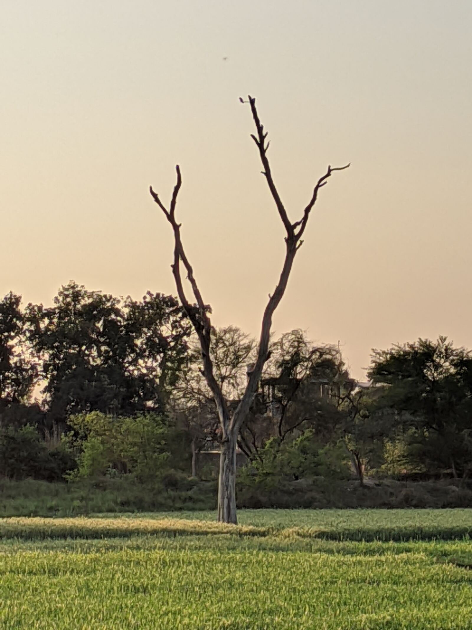 Xiaomi Redmi K20 sample photo. Tree, sunset, forest photography