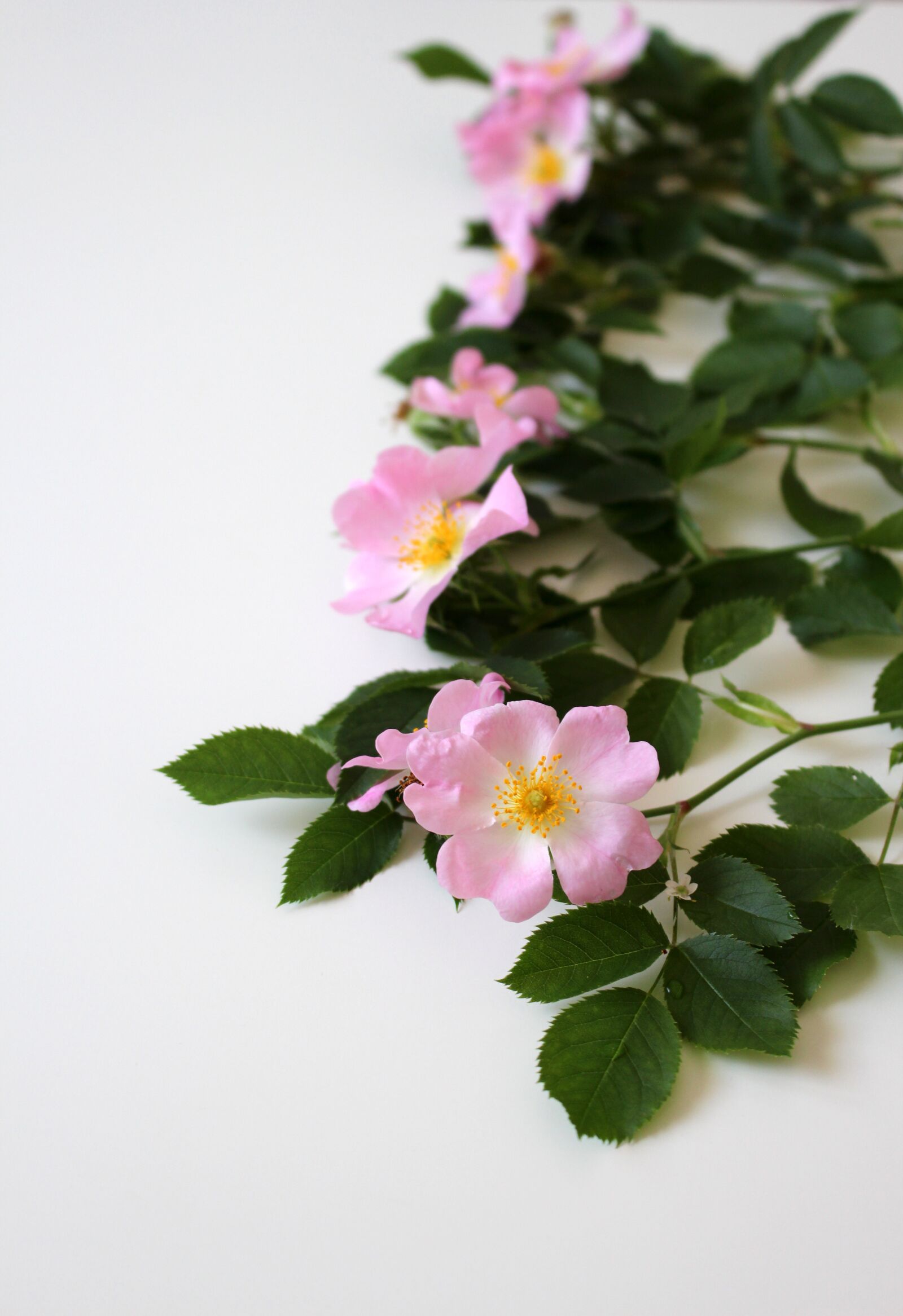Canon EOS 700D (EOS Rebel T5i / EOS Kiss X7i) sample photo. Rose, blossom, bloom photography