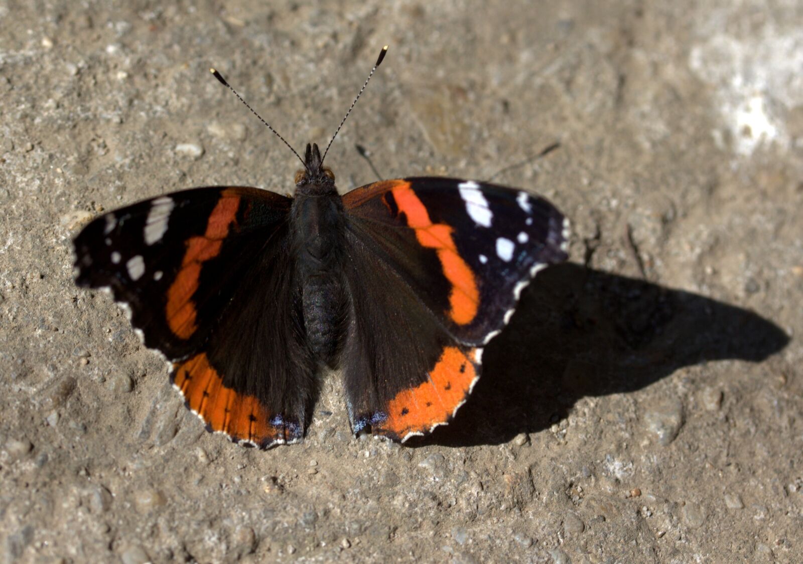 Canon EF-S 60mm F2.8 Macro USM sample photo. Butterfly, black, red photography