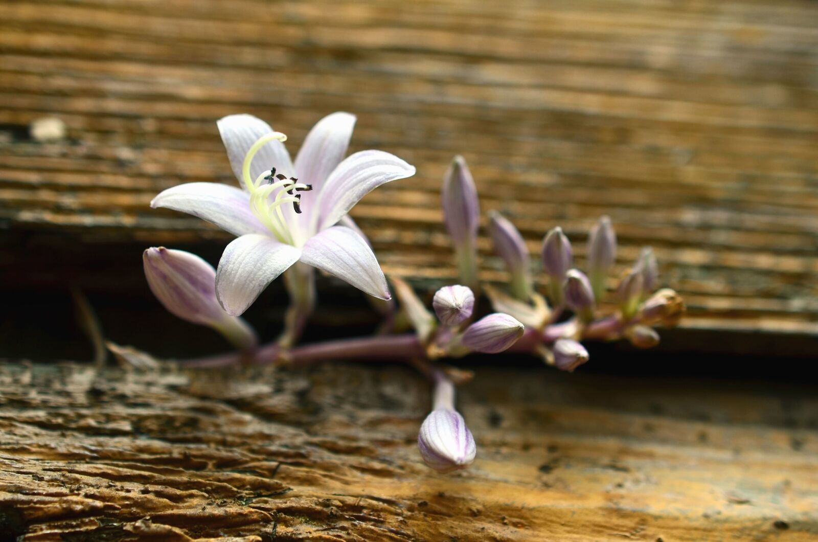 Nikon D5100 sample photo. Haulm, flower, flowering, petals photography