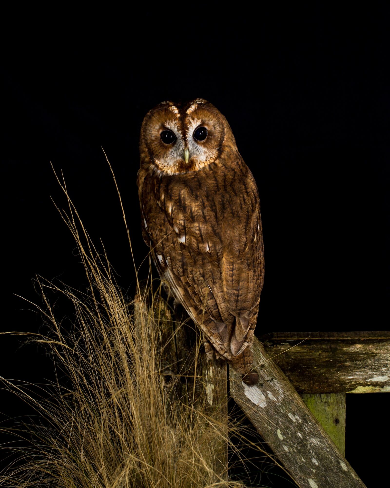Филин ночное животное. Ночная Сова.(Night Owl).1993. Перуанская карликовая Сова. Ночные птицы. Филин птица.