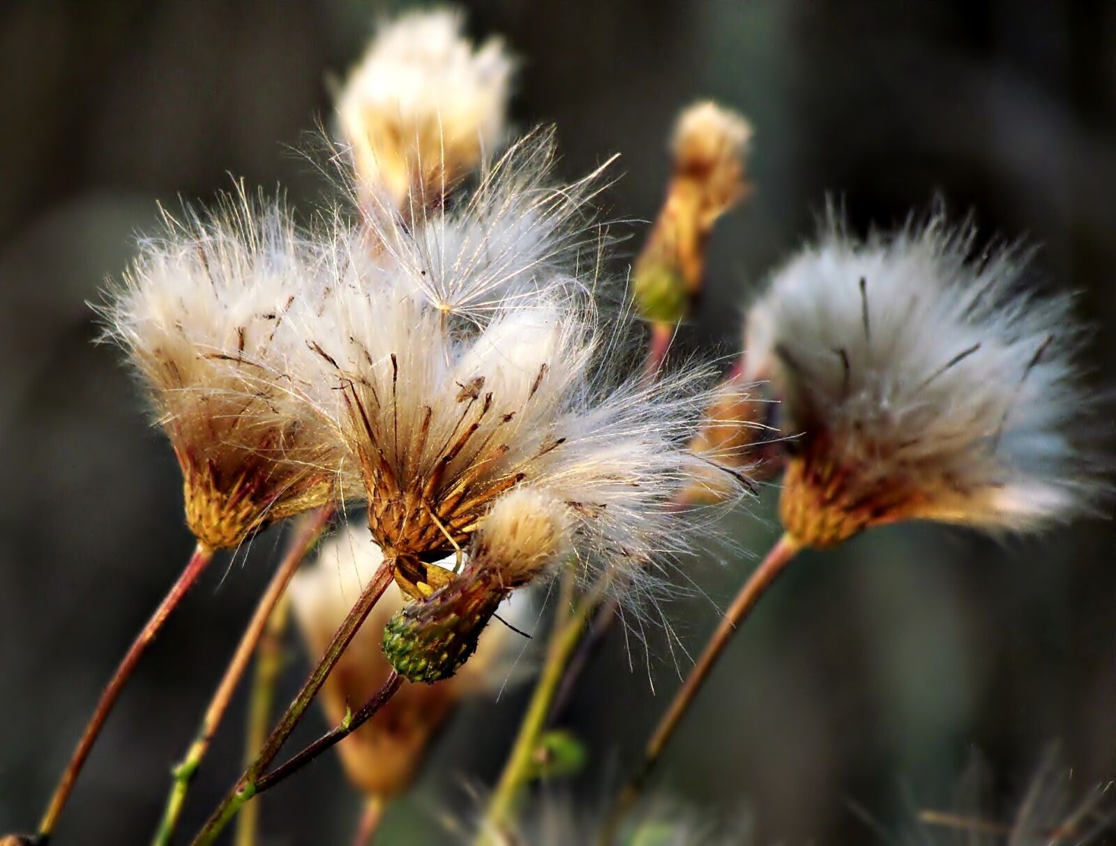 Canon PowerShot SX30 IS sample photo. Plant, thistle, nature photography