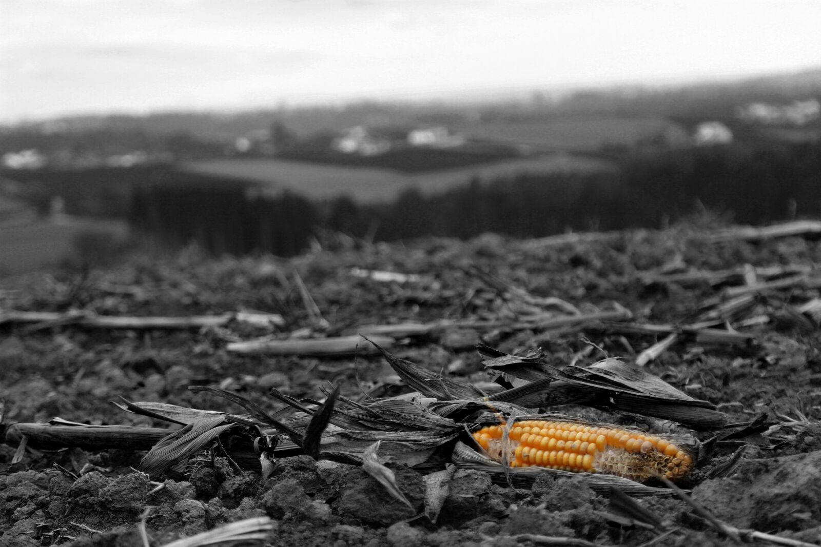 Canon EOS 700D (EOS Rebel T5i / EOS Kiss X7i) sample photo. Corn, black and white photography