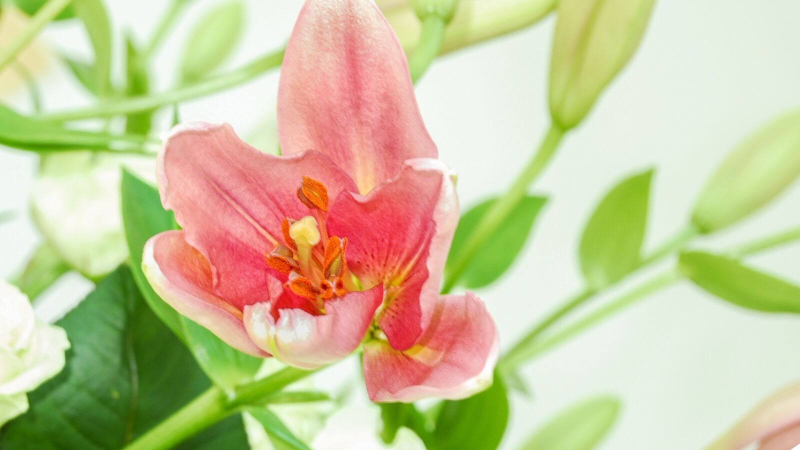 Nikon D200 sample photo. Nature, flower, plant photography