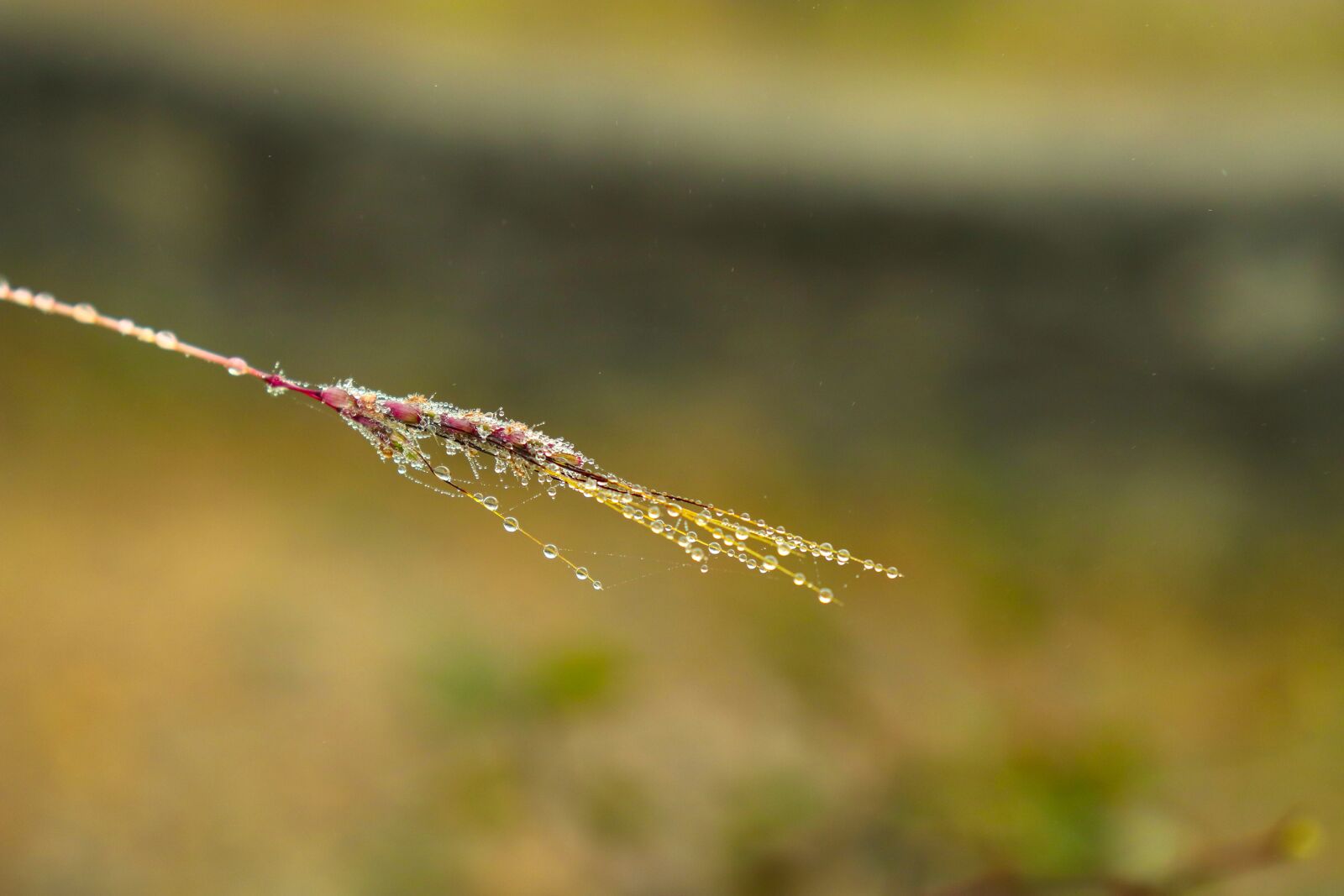Canon EOS 200D (EOS Rebel SL2 / EOS Kiss X9) sample photo. Tree, drops, nature photography