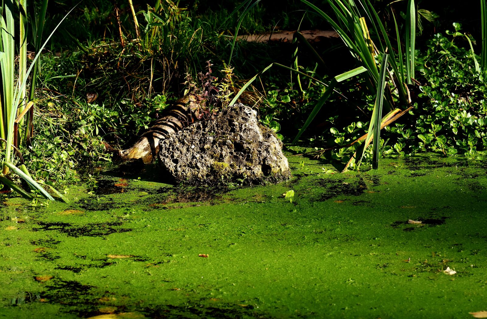Nikon D7200 sample photo. Water, seaweed, moss photography