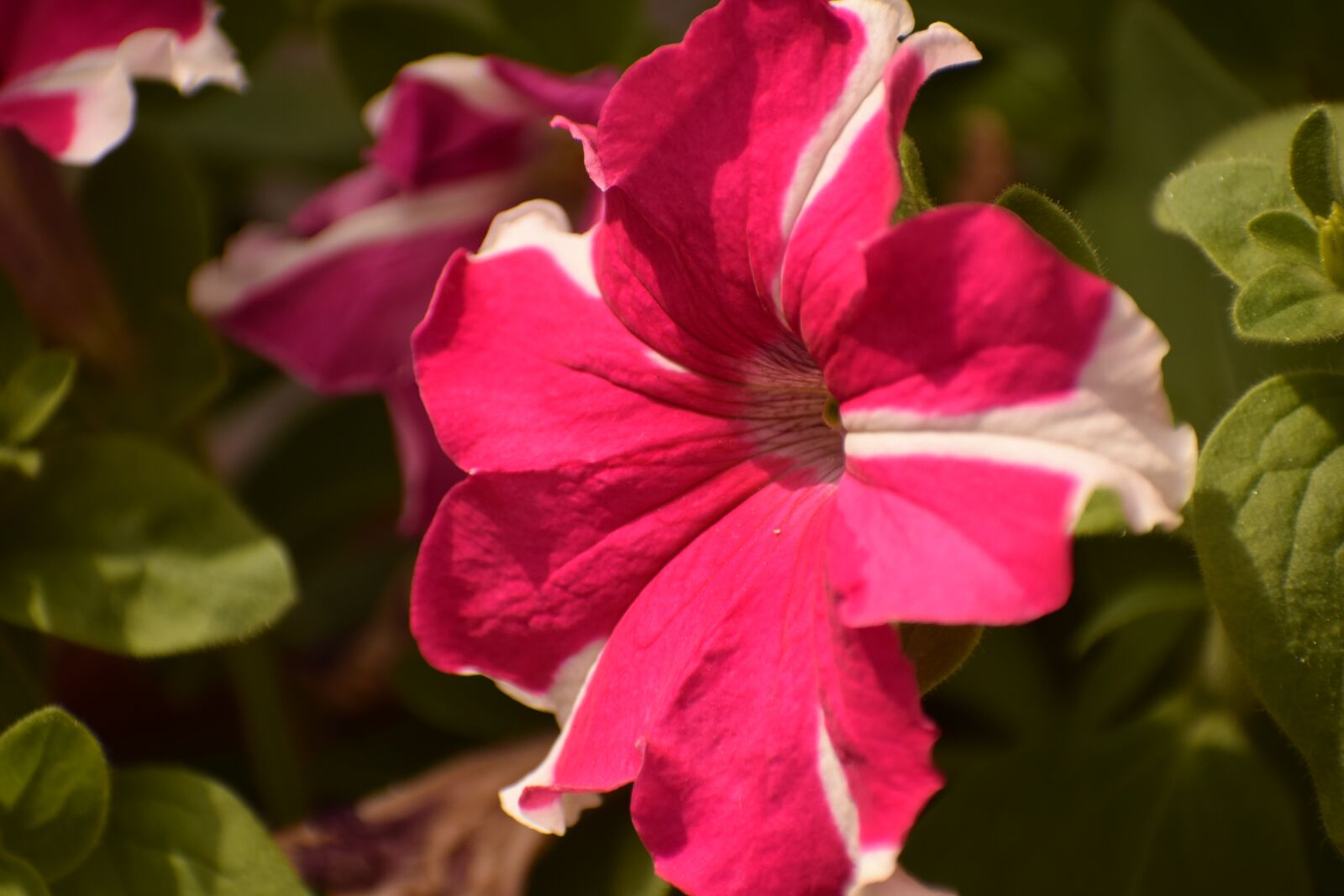 Nikon D3300 sample photo. Beautiful, flower, spring photography