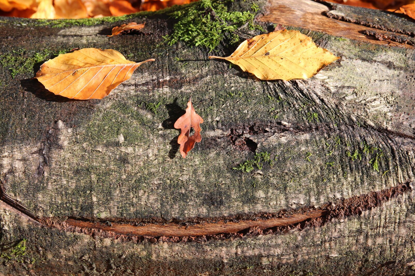 Canon EOS 600D (Rebel EOS T3i / EOS Kiss X5) sample photo. Tree, leaves, tribe photography