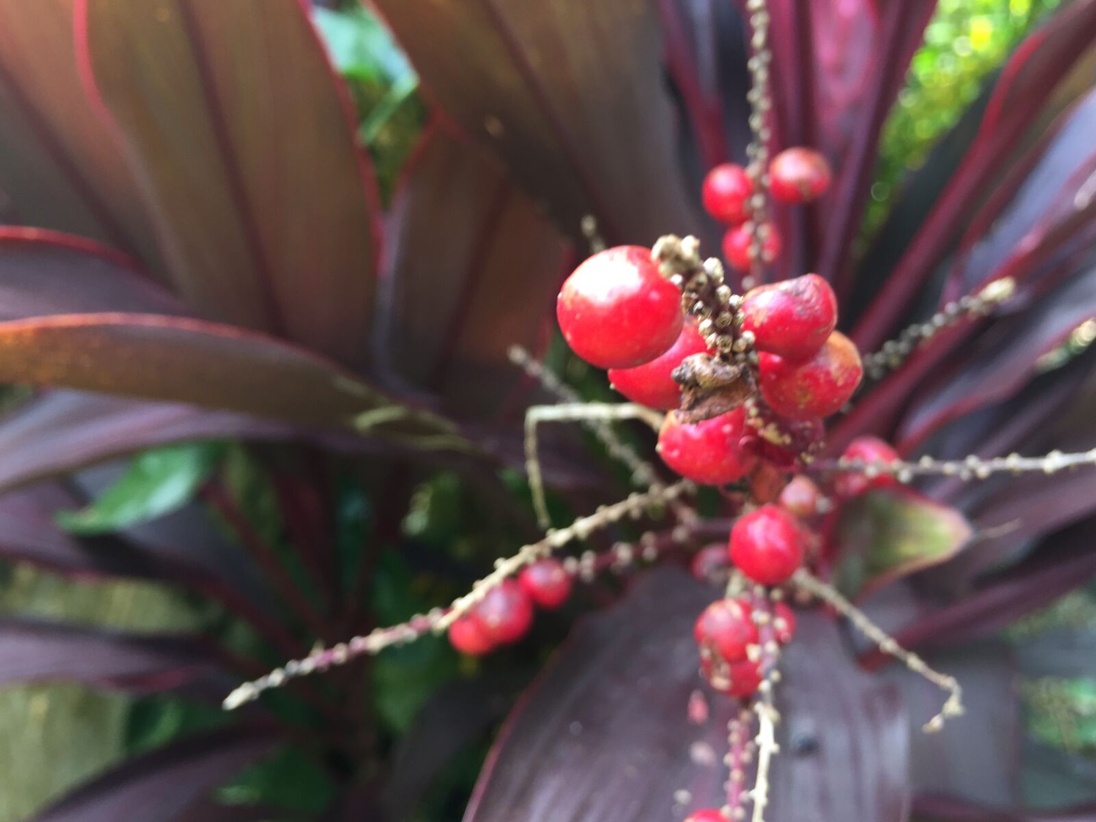 Apple iPhone 6 sample photo. Seed, heads photography