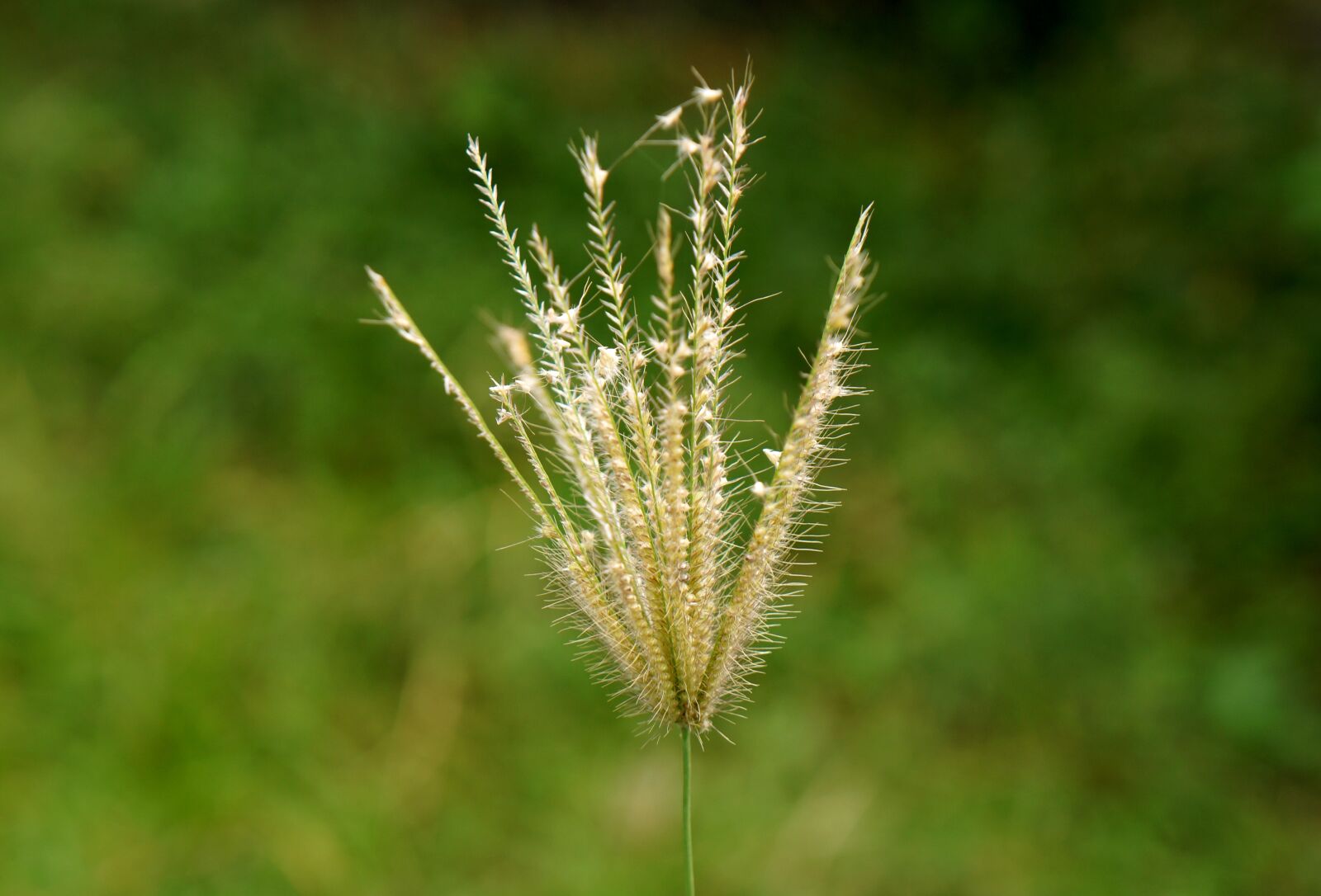 Sony Alpha NEX-F3 + Sony E 18-55mm F3.5-5.6 OSS sample photo. Natural, cotton grass, green photography