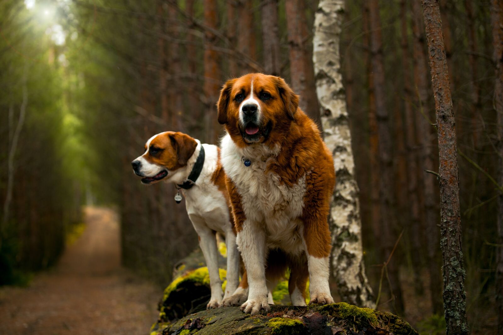 Canon EOS 6D sample photo. Dog, nature, saint bernard photography