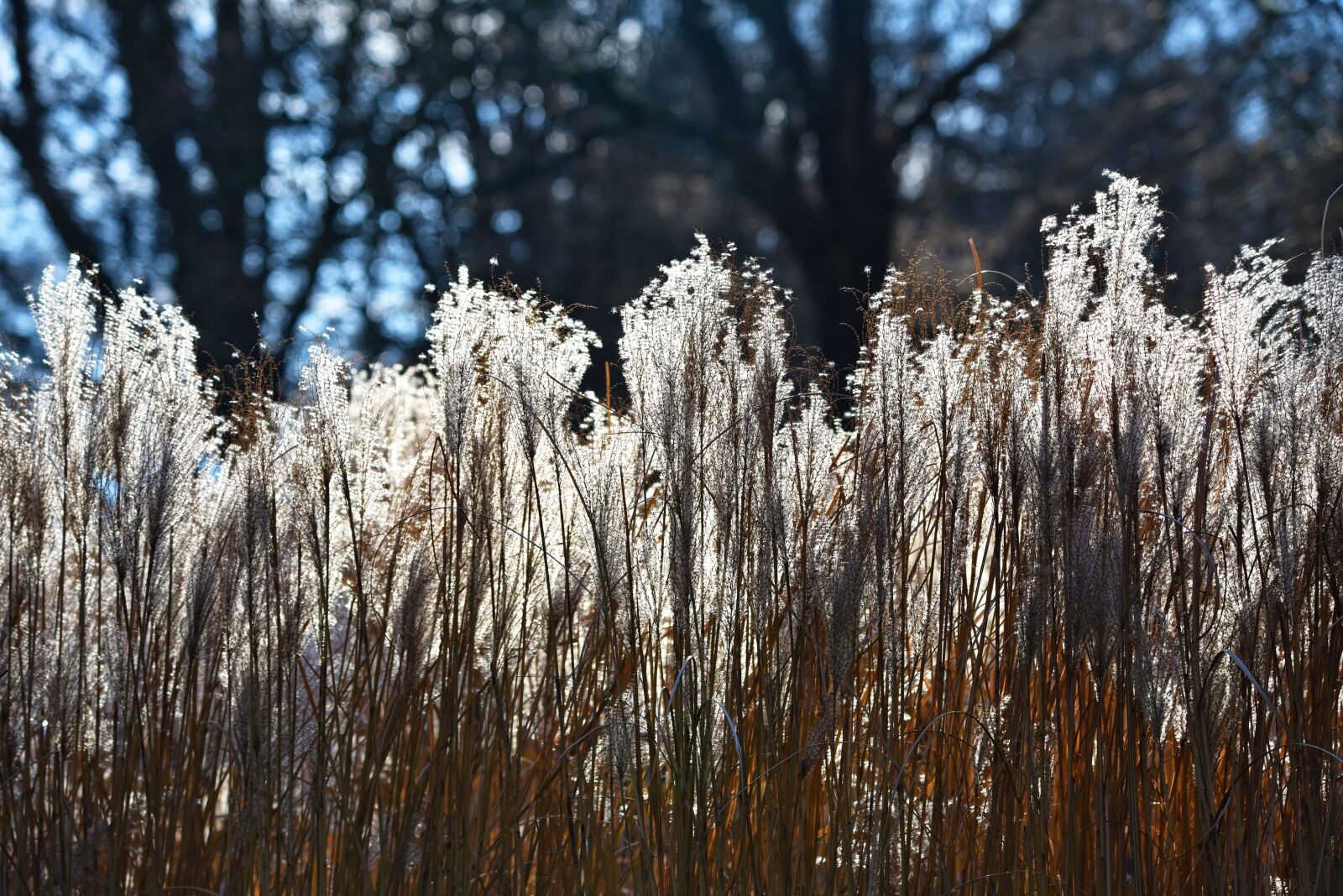 Nikon D750 sample photo. Pampas grass, plant, flower photography