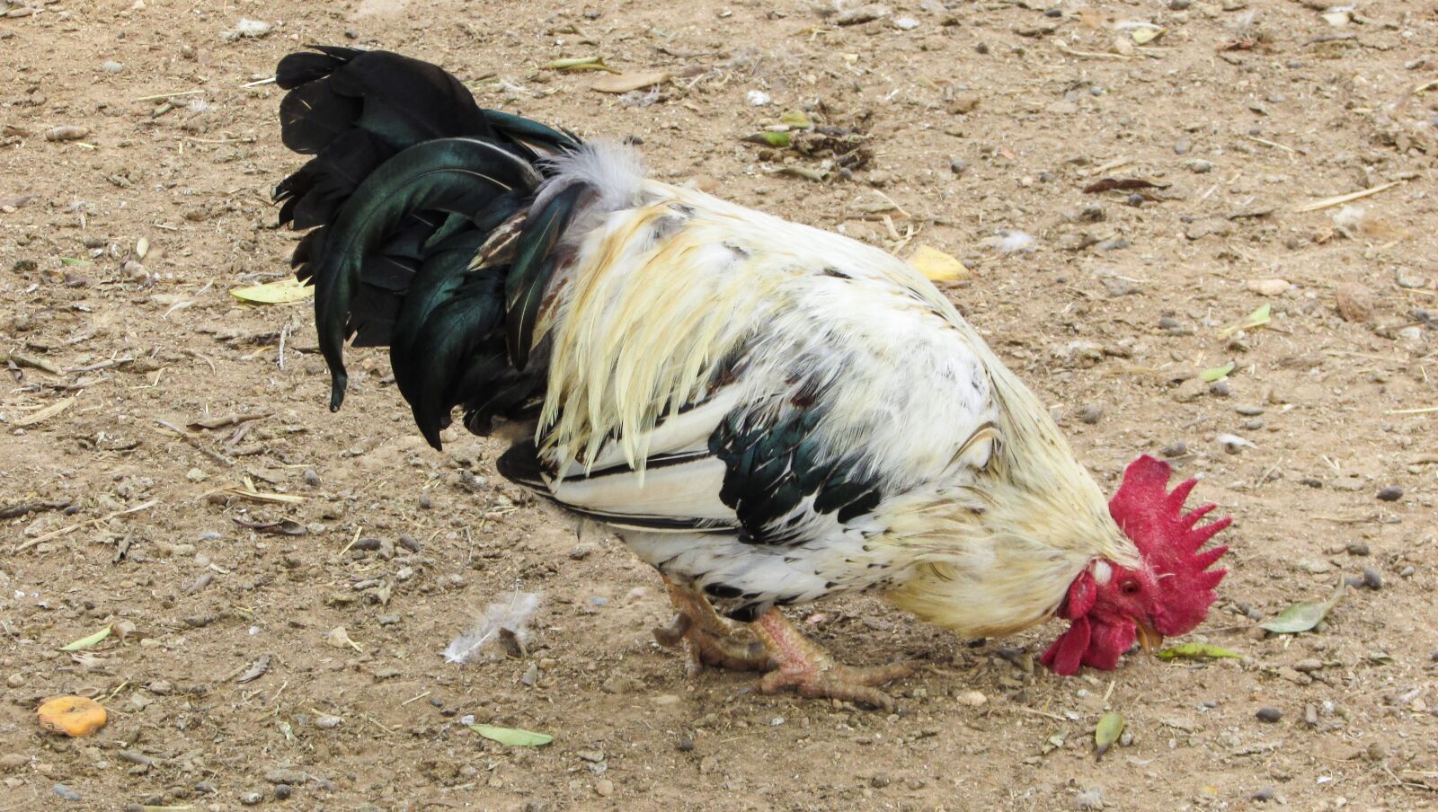 Canon PowerShot SX400 IS sample photo. Cock, cockerel, hen photography