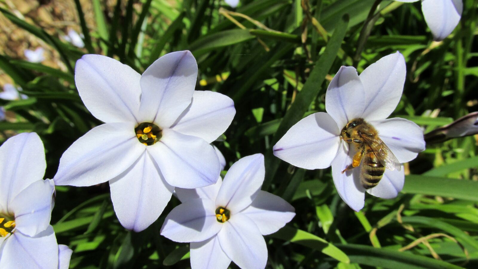 Canon PowerShot SX170 IS sample photo. Bee, insect, pollen photography