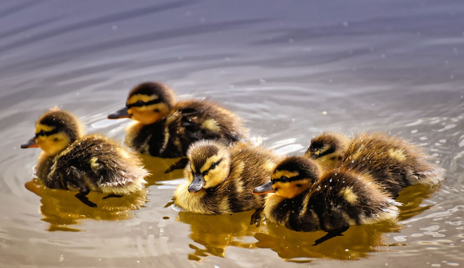 Nikon D7200 sample photo. Mallard, ducklings, duck photography