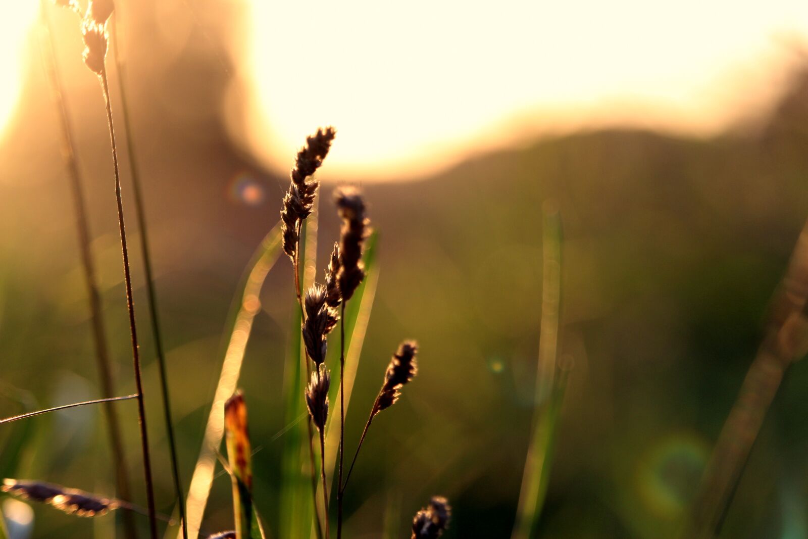 Canon EF-S 55-250mm F4-5.6 IS STM sample photo. Summer, backlighting, golden hour photography