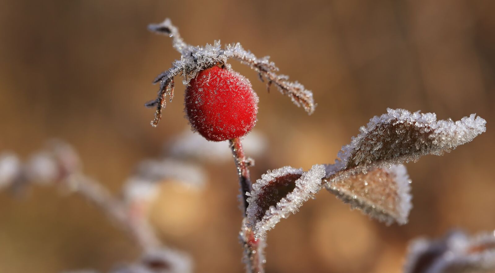 Canon EOS 650D (EOS Rebel T4i / EOS Kiss X6i) sample photo. Winter, nature, close up photography