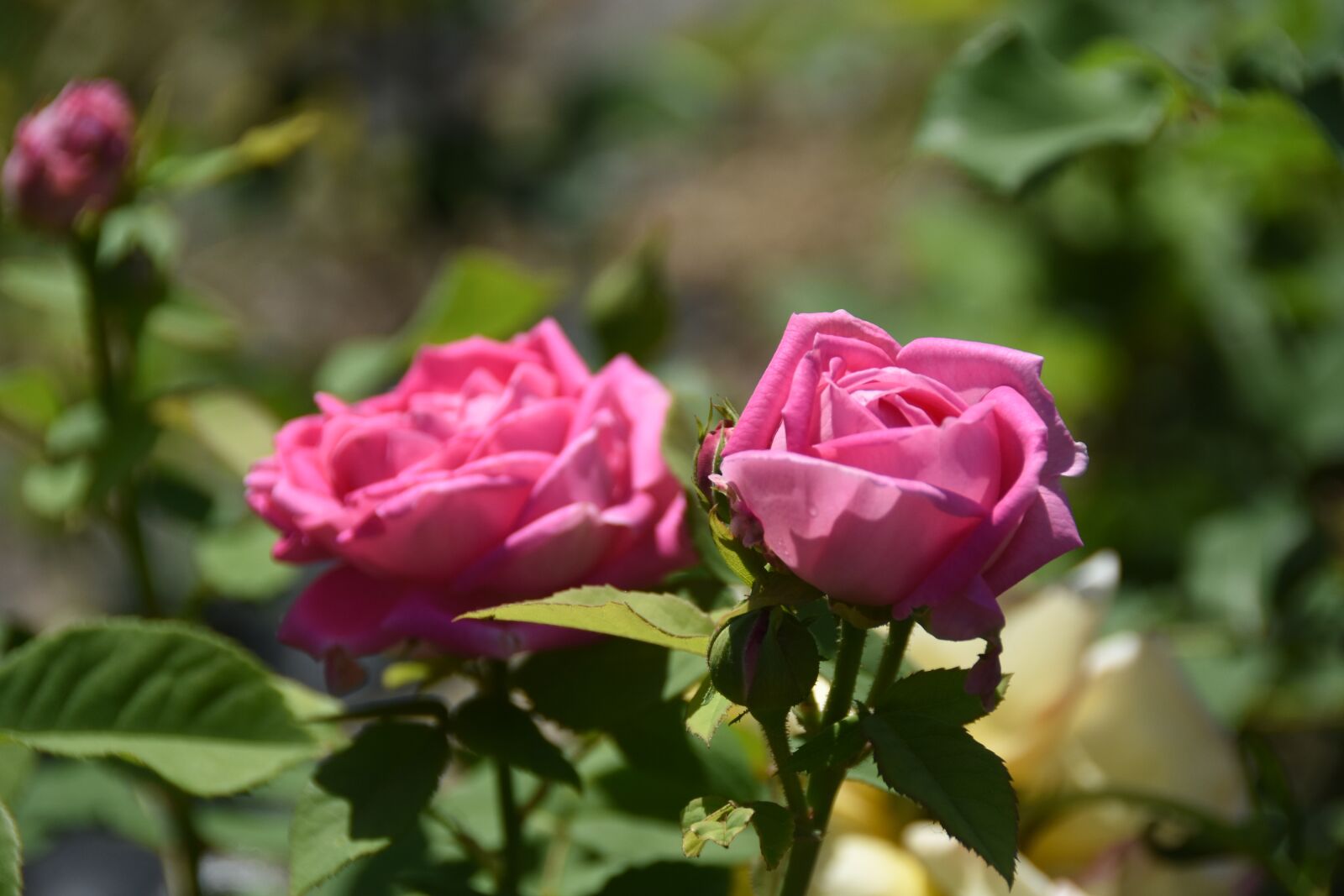 Nikon D7200 sample photo. Rose, maypole queen, garden photography