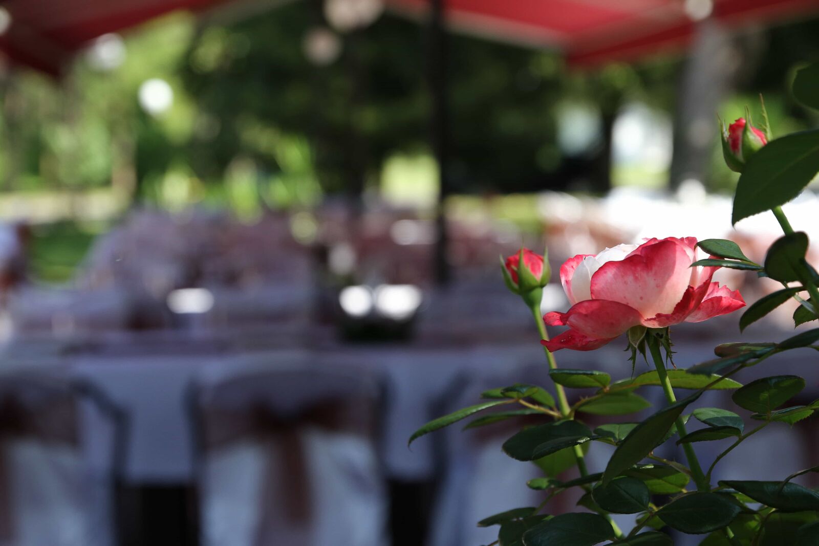 Canon EOS 7D sample photo. Dining area, garden, restaurant photography