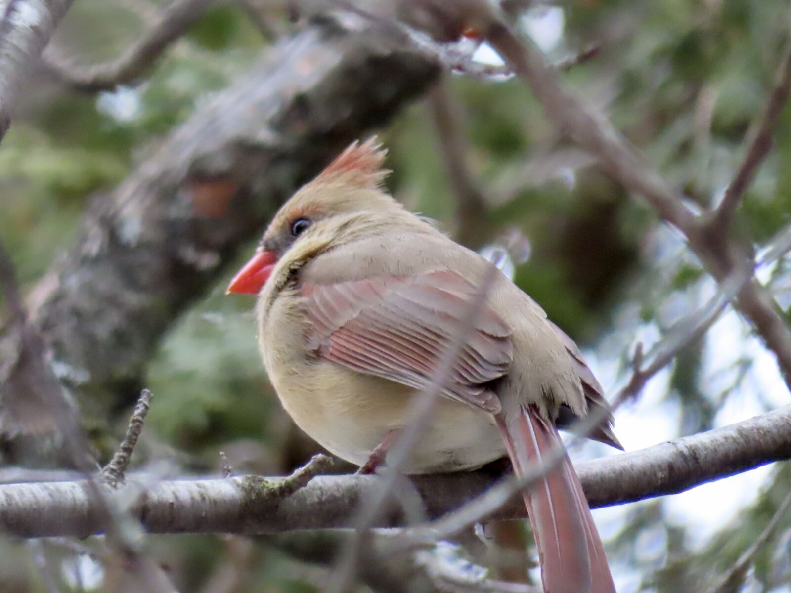 Canon PowerShot SX740 HS sample photo