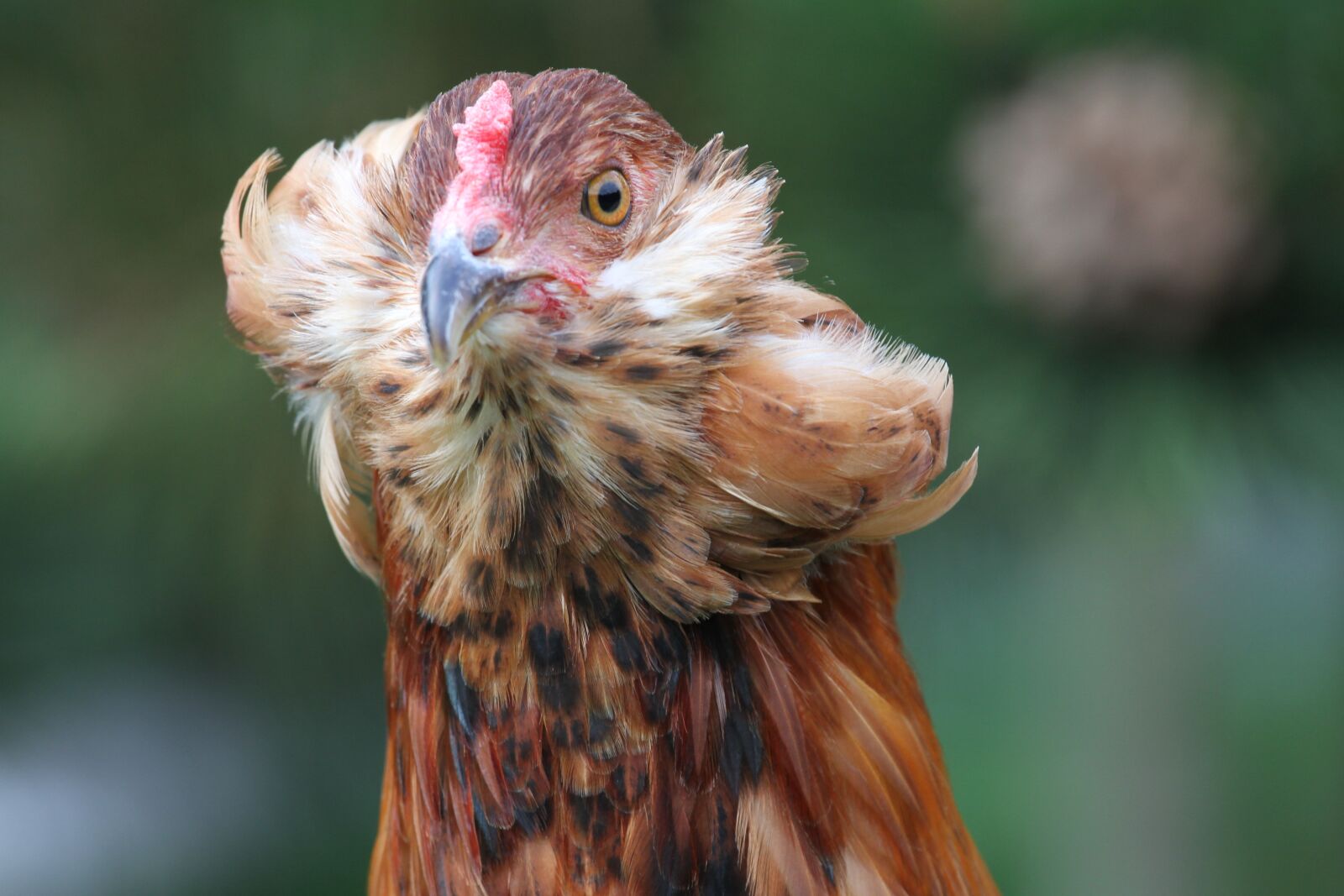 Canon EOS 7D sample photo. Hen, chicken, araucana photography