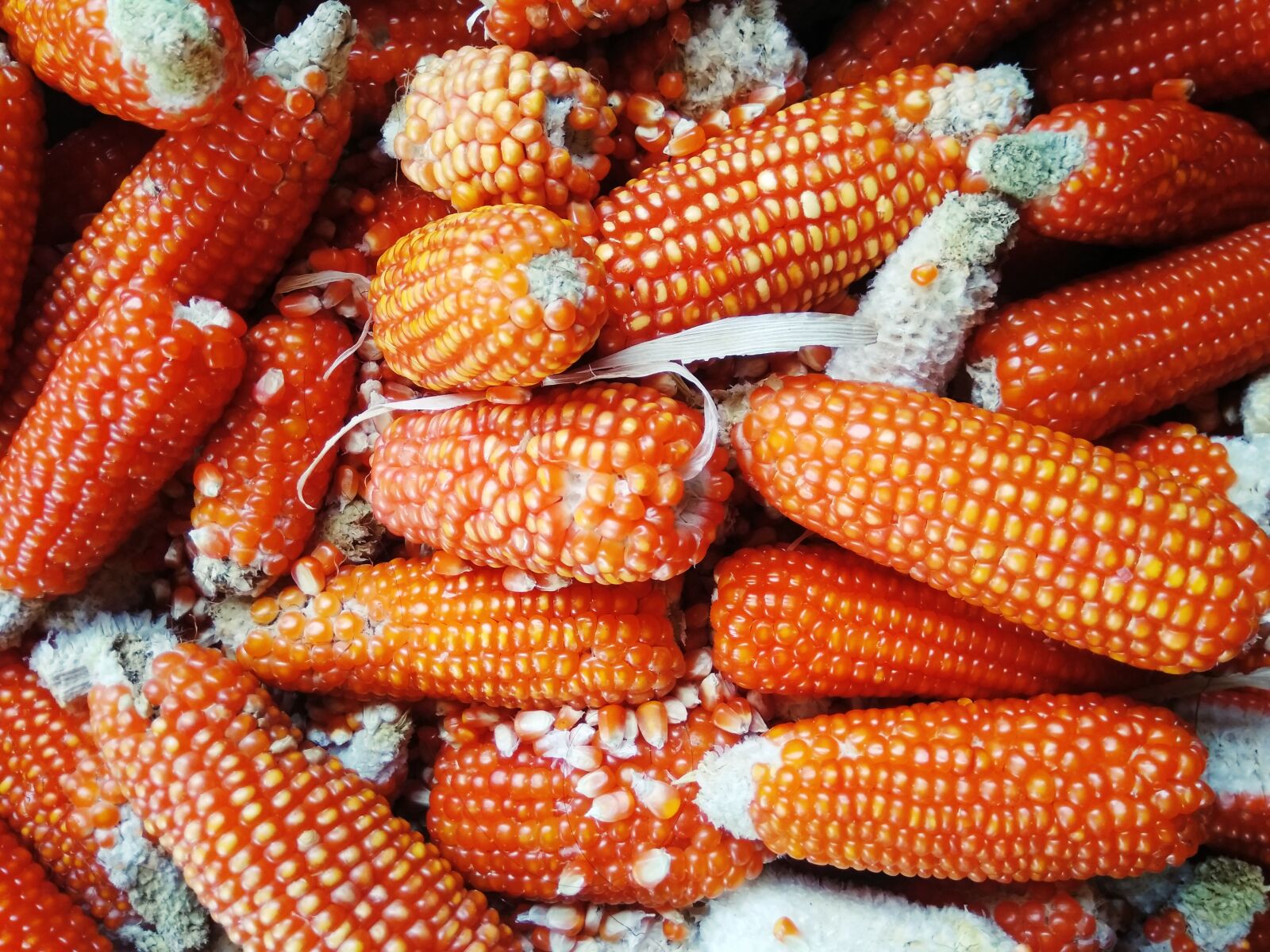 Xiaomi Redmi Note 4 sample photo. Nature, corn, light photography