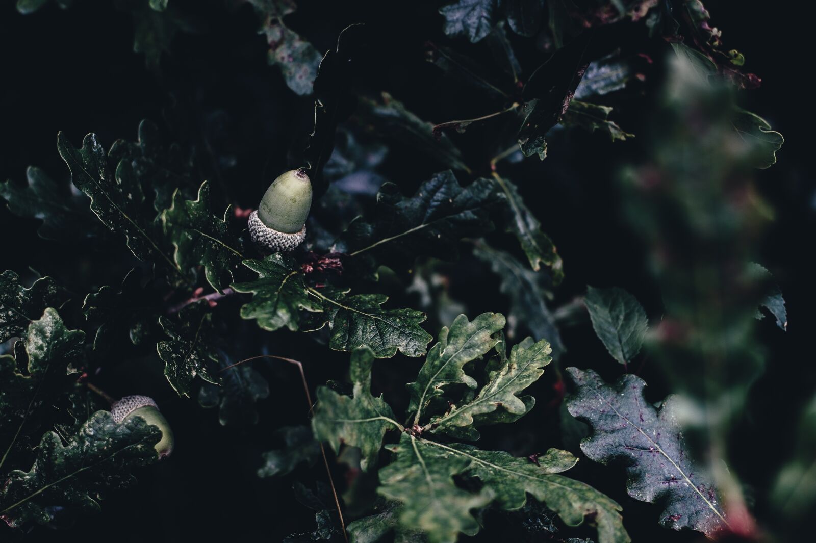 Nikon D4S sample photo. Acorn, branch, leaves photography