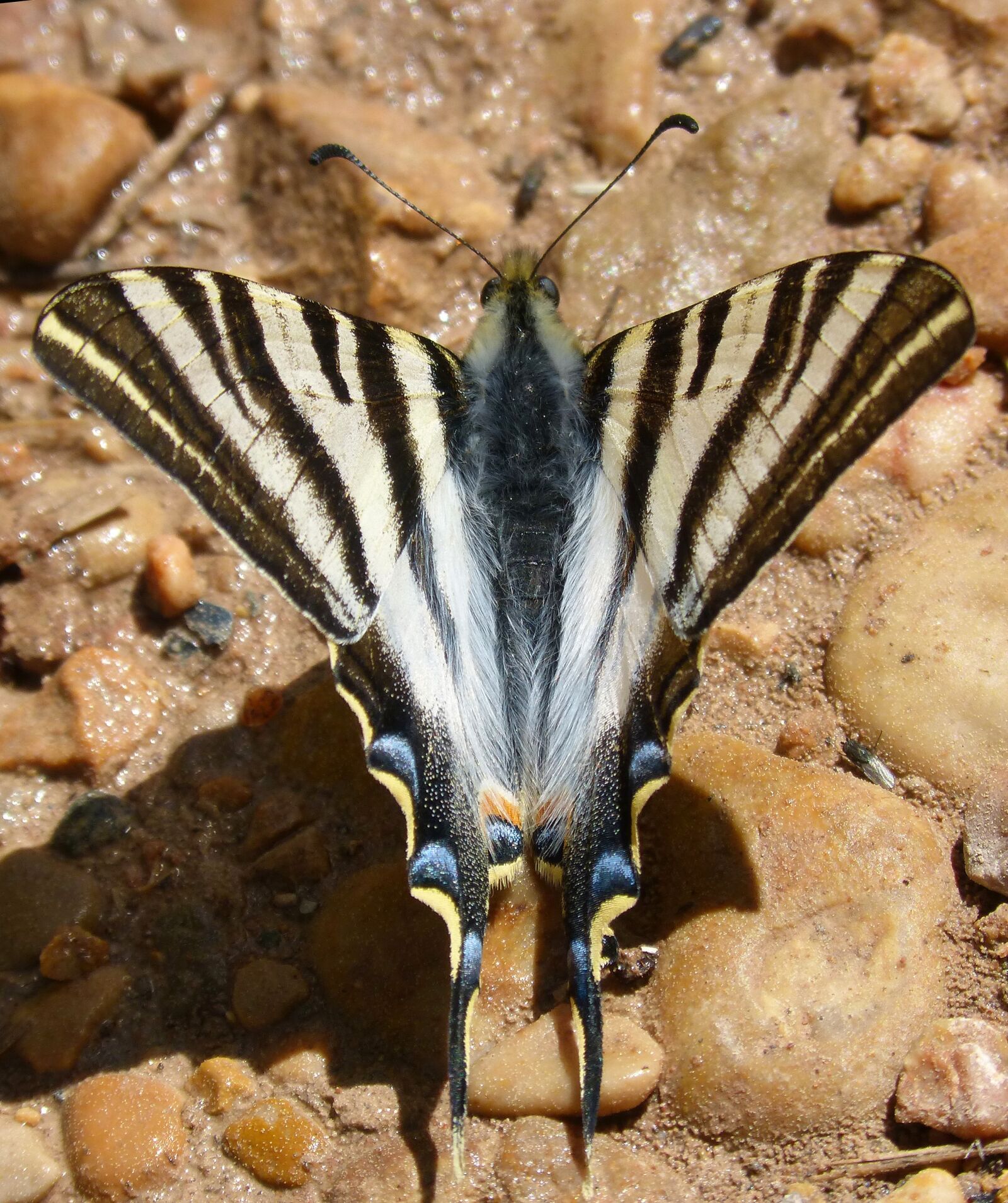 Panasonic DMC-FZ62 sample photo. Butterfly zebra, butterfly cebrada photography