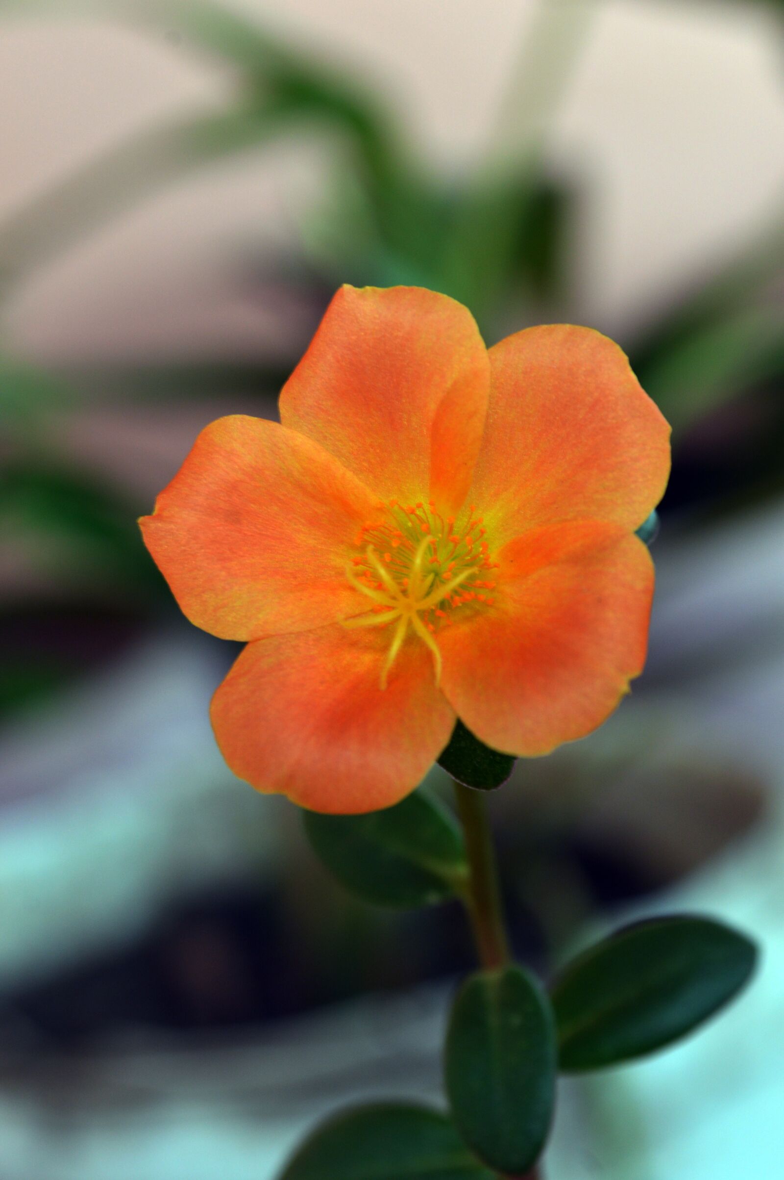 Nikon D3200 sample photo. Flower, petal, plant photography