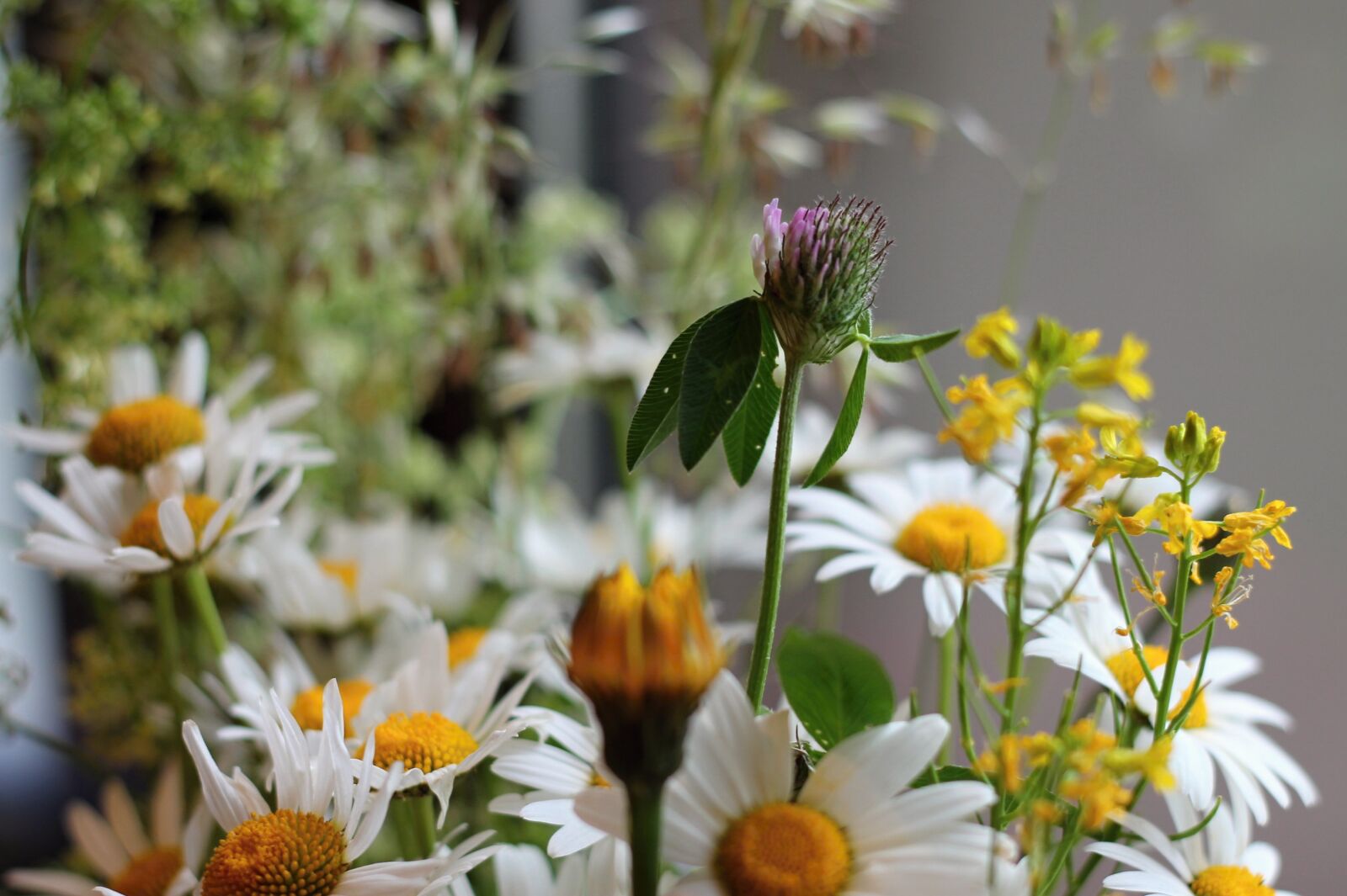 Canon EOS 1100D (EOS Rebel T3 / EOS Kiss X50) + Canon EF 50mm F1.8 II sample photo. Wildflowers, bouquet, clover photography