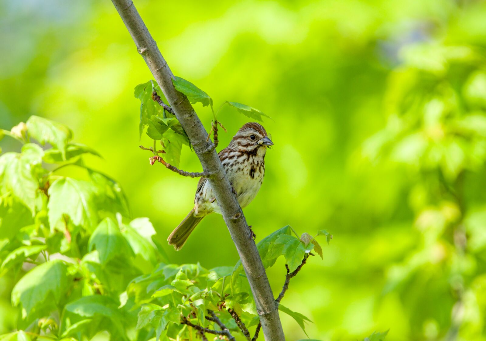 Canon EOS 800D (EOS Rebel T7i / EOS Kiss X9i) sample photo. Song sparrow, sparrow, bird photography