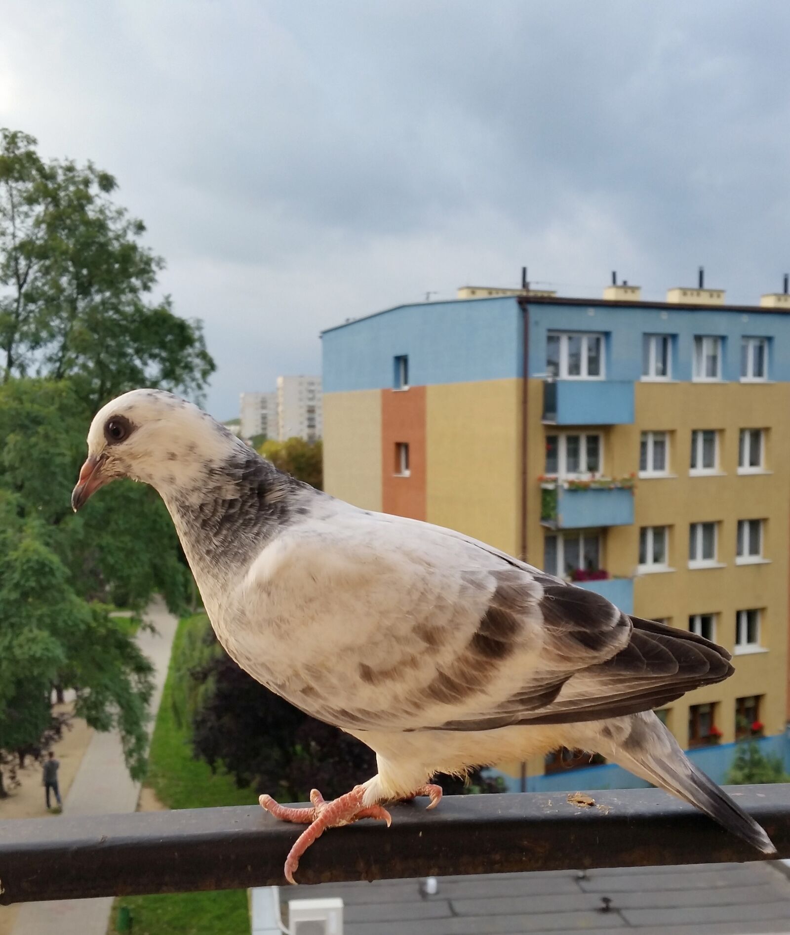 Samsung Galaxy S5 sample photo. Birds, dove, nature photography