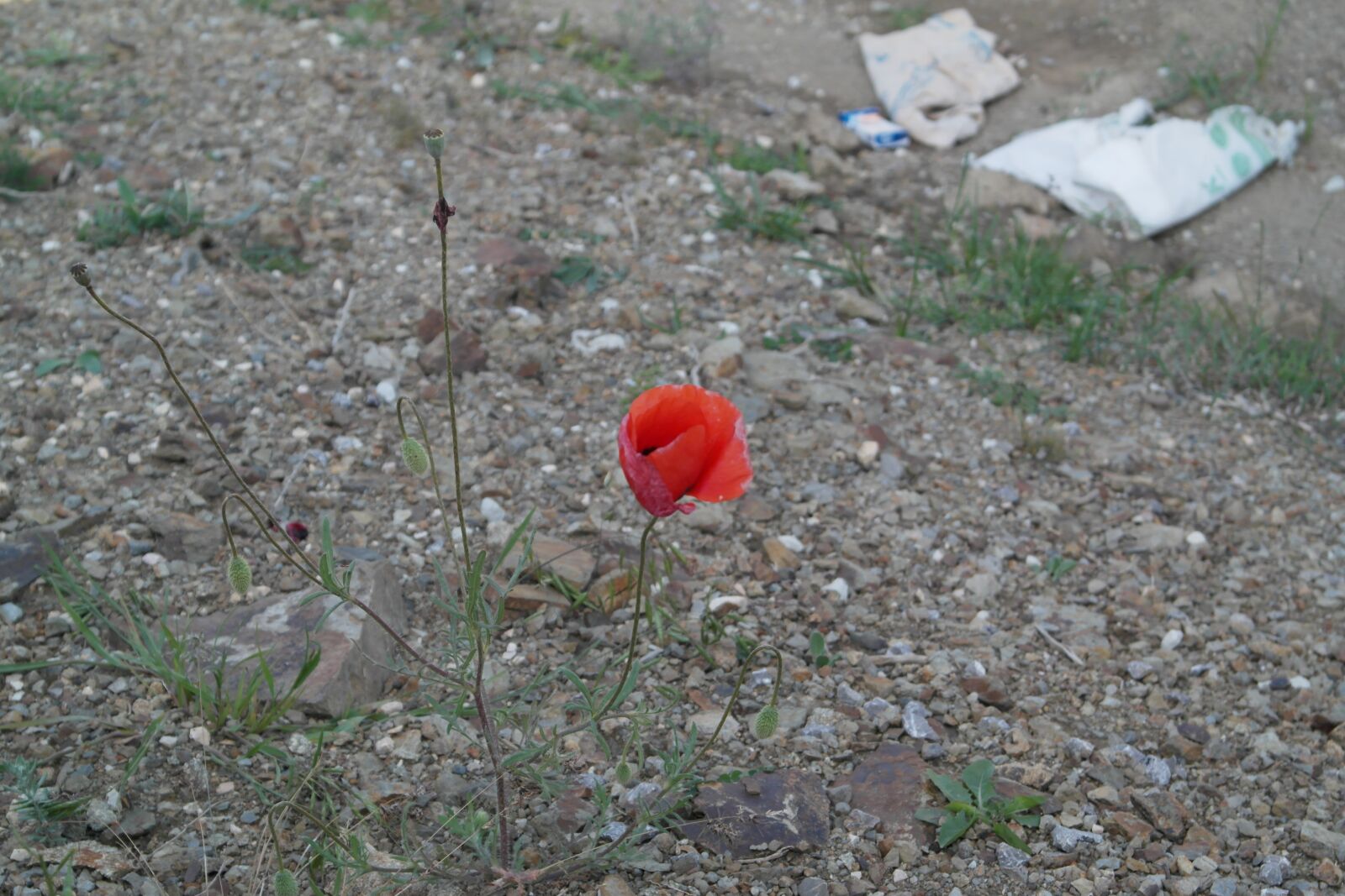 Samsung NX1000 sample photo. Poppy, plant, flower photography