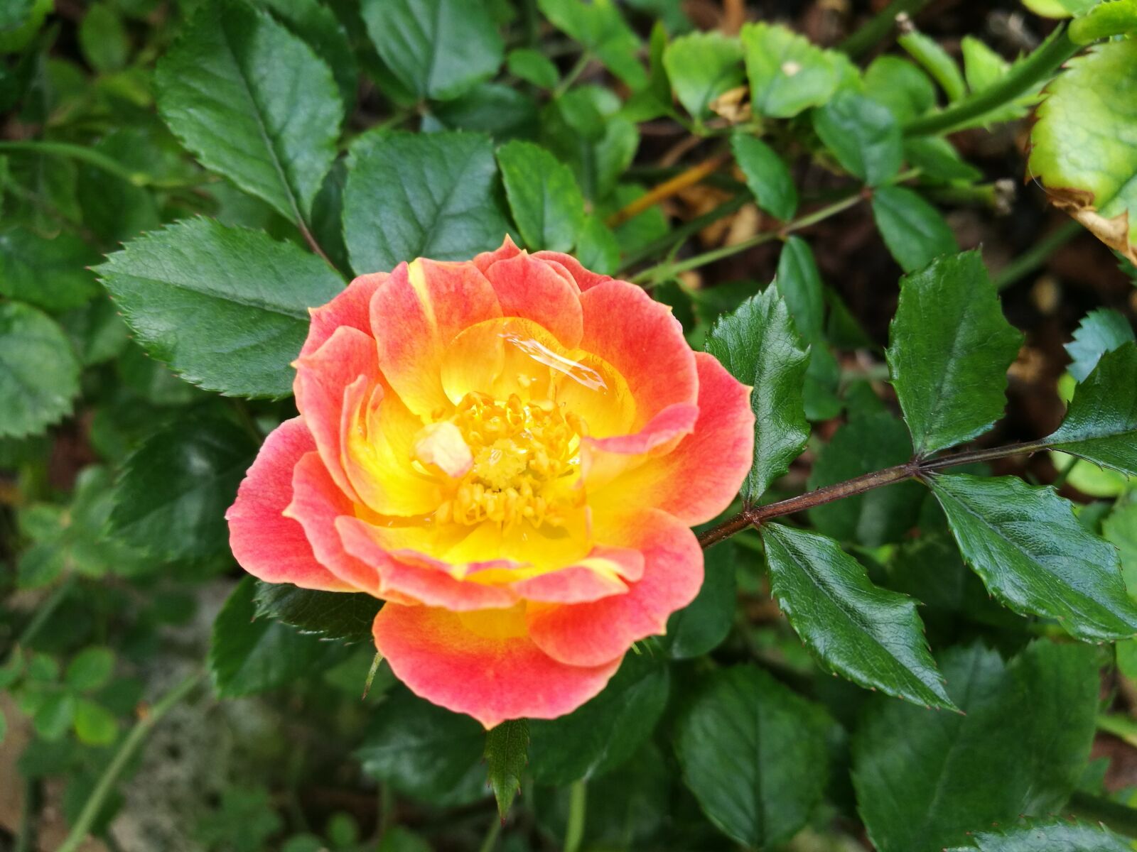 HUAWEI P9 sample photo. Flower, spring, color photography