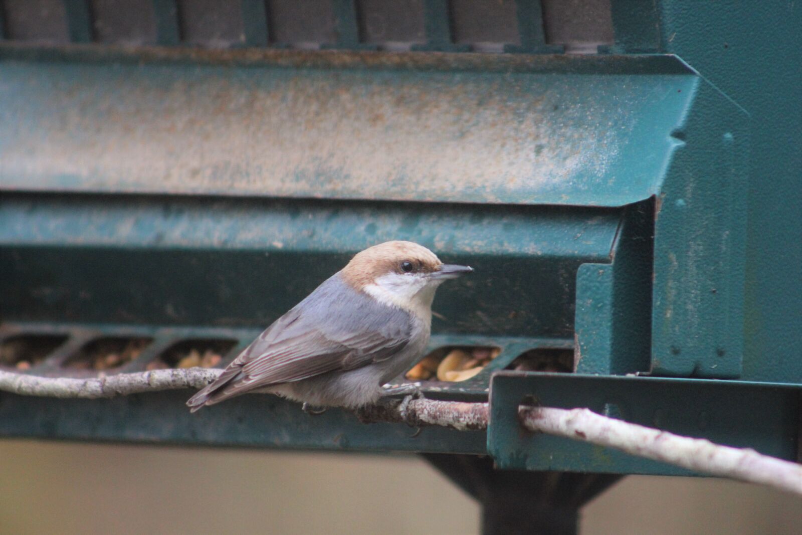 Canon EOS 550D (EOS Rebel T2i / EOS Kiss X4) sample photo. Nuthatch, bird, bi photography
