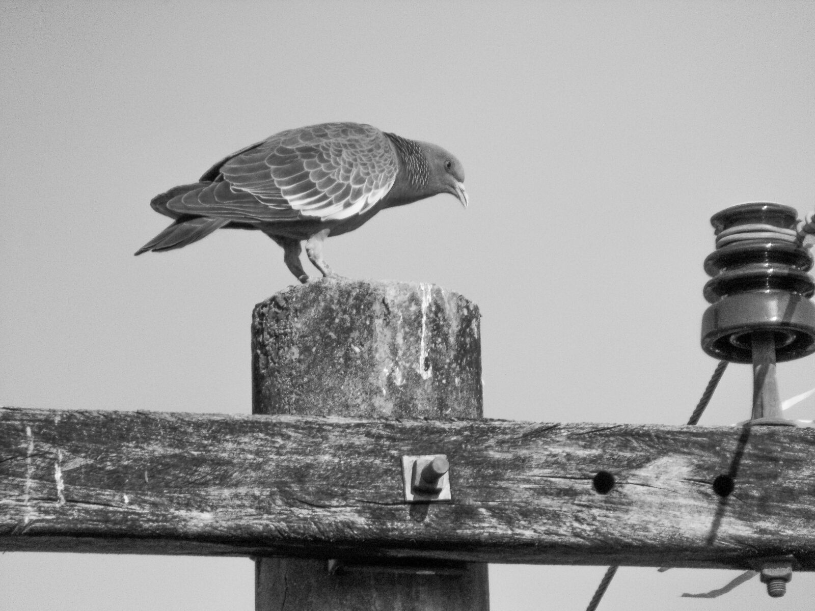 Sony Cyber-shot DSC-H300 sample photo. Pigeon, bird, animals photography