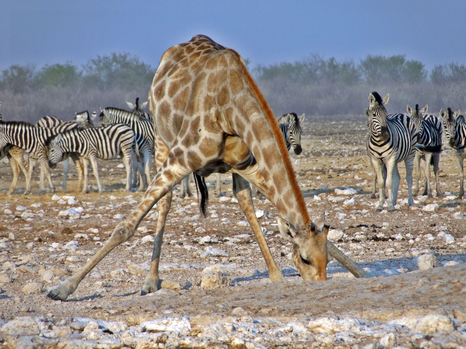 Sony DSC-HX1 sample photo. Animals, animal world, africa photography