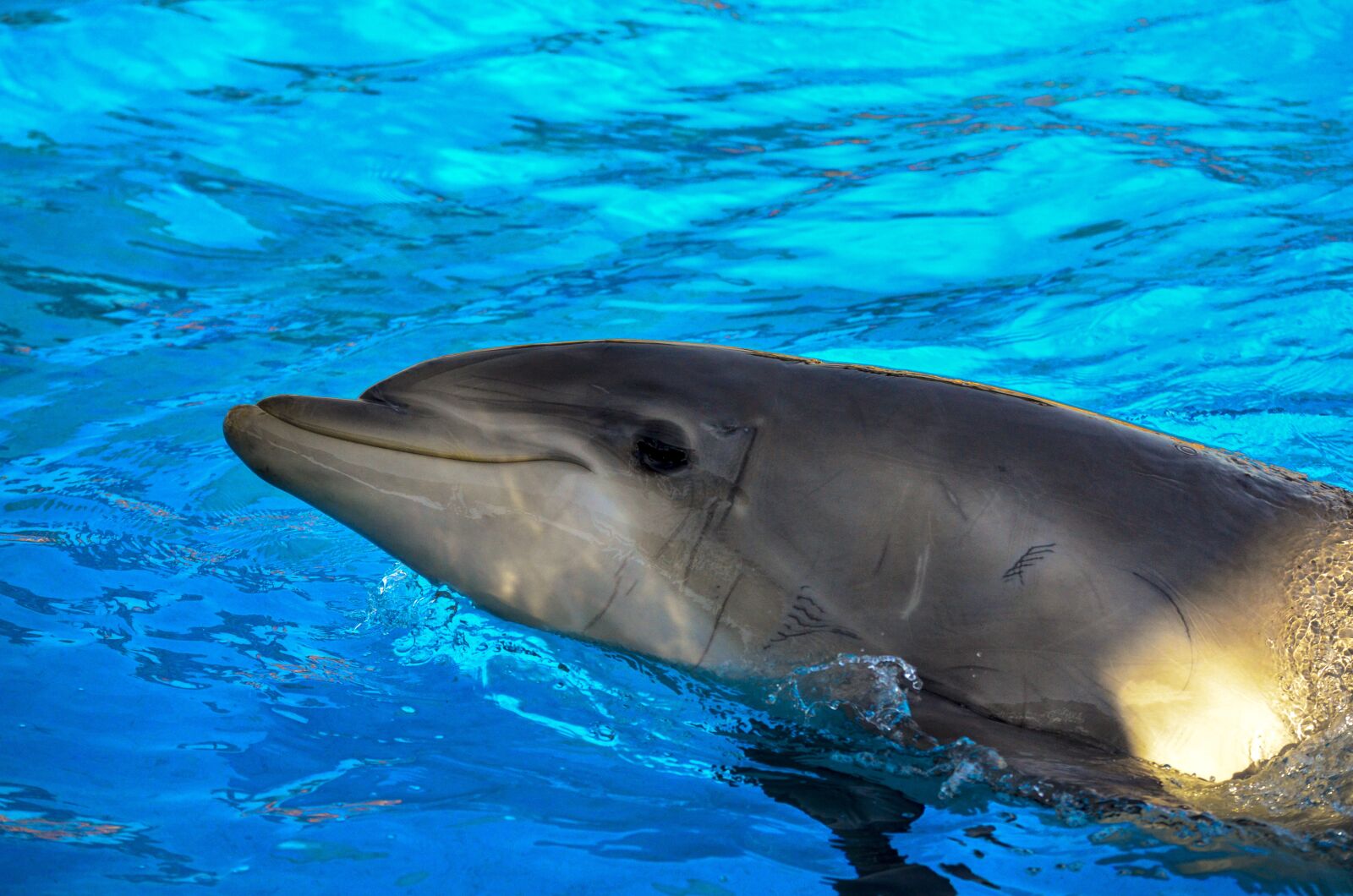 Nikon D7000 sample photo. Dolphin, water, blue photography