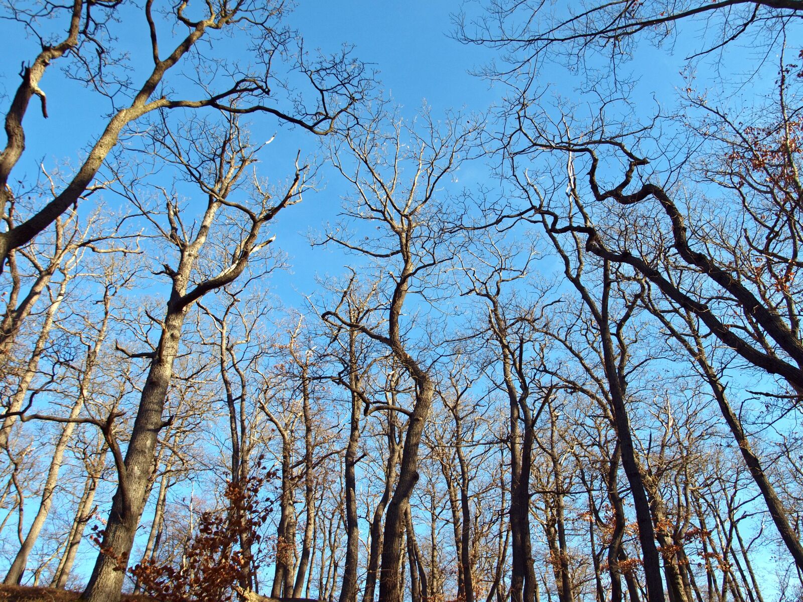 Olympus E-450 (EVOLT E-450) sample photo. Skyward, trees, sky photography