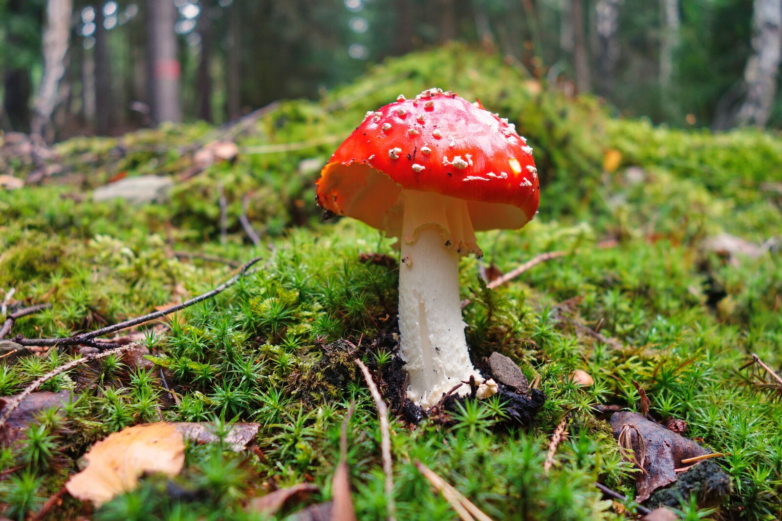 Sony Cyber-shot DSC-RX100 II sample photo. Fly agaric, mushroom, forest photography