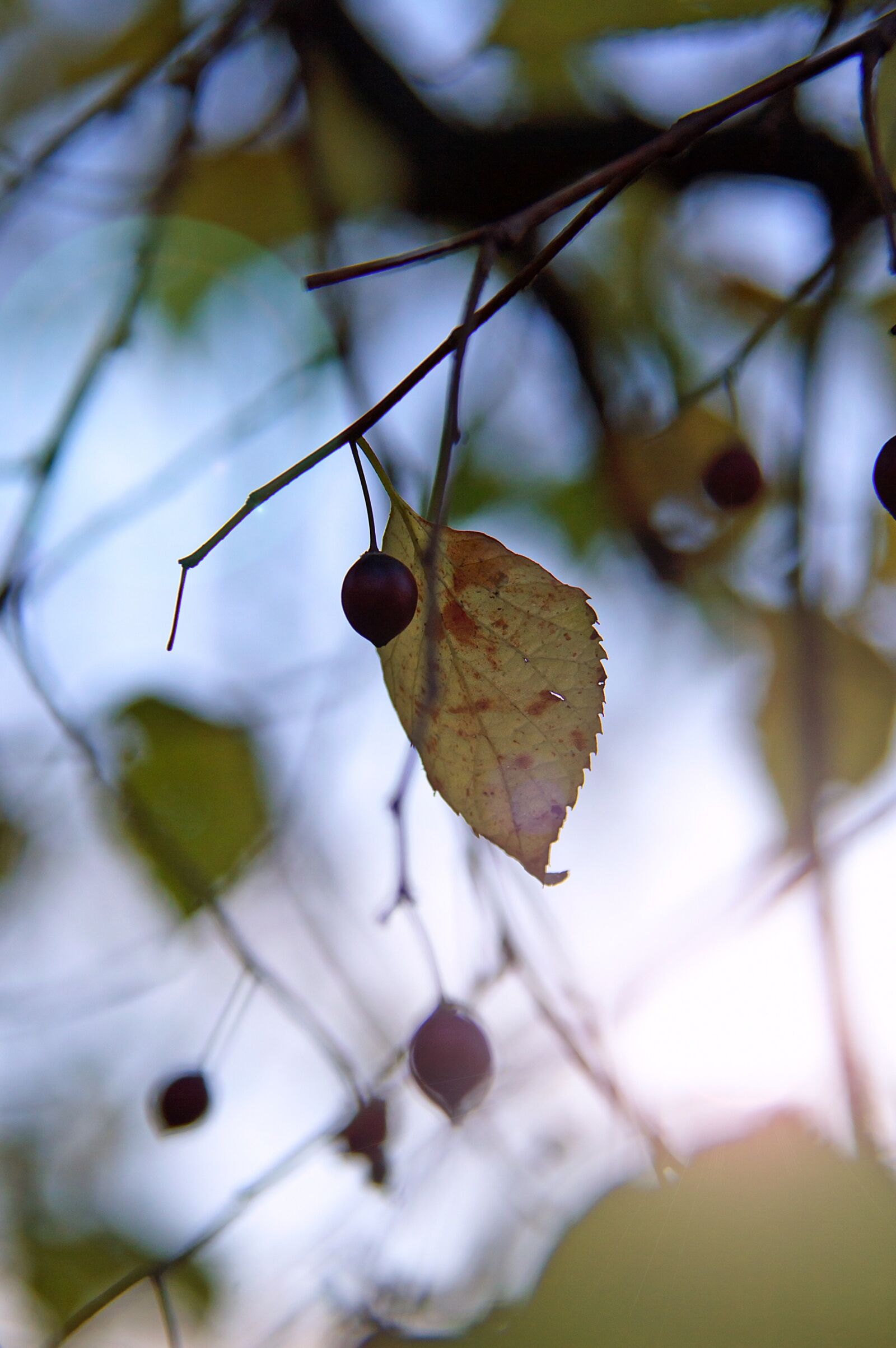 Nikon D3200 sample photo. Autumn, mood, foliage photography